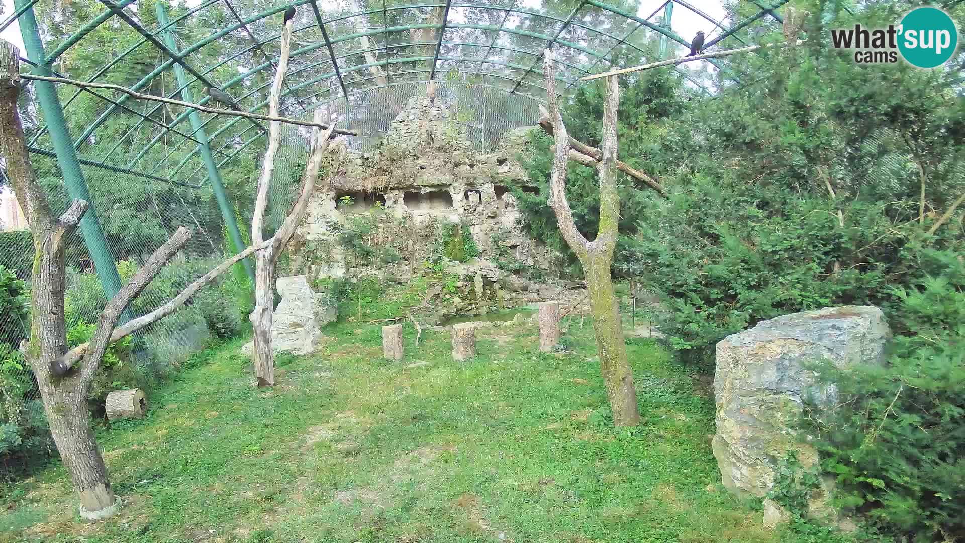Gyps Webcam – Zagreb Zoo Live