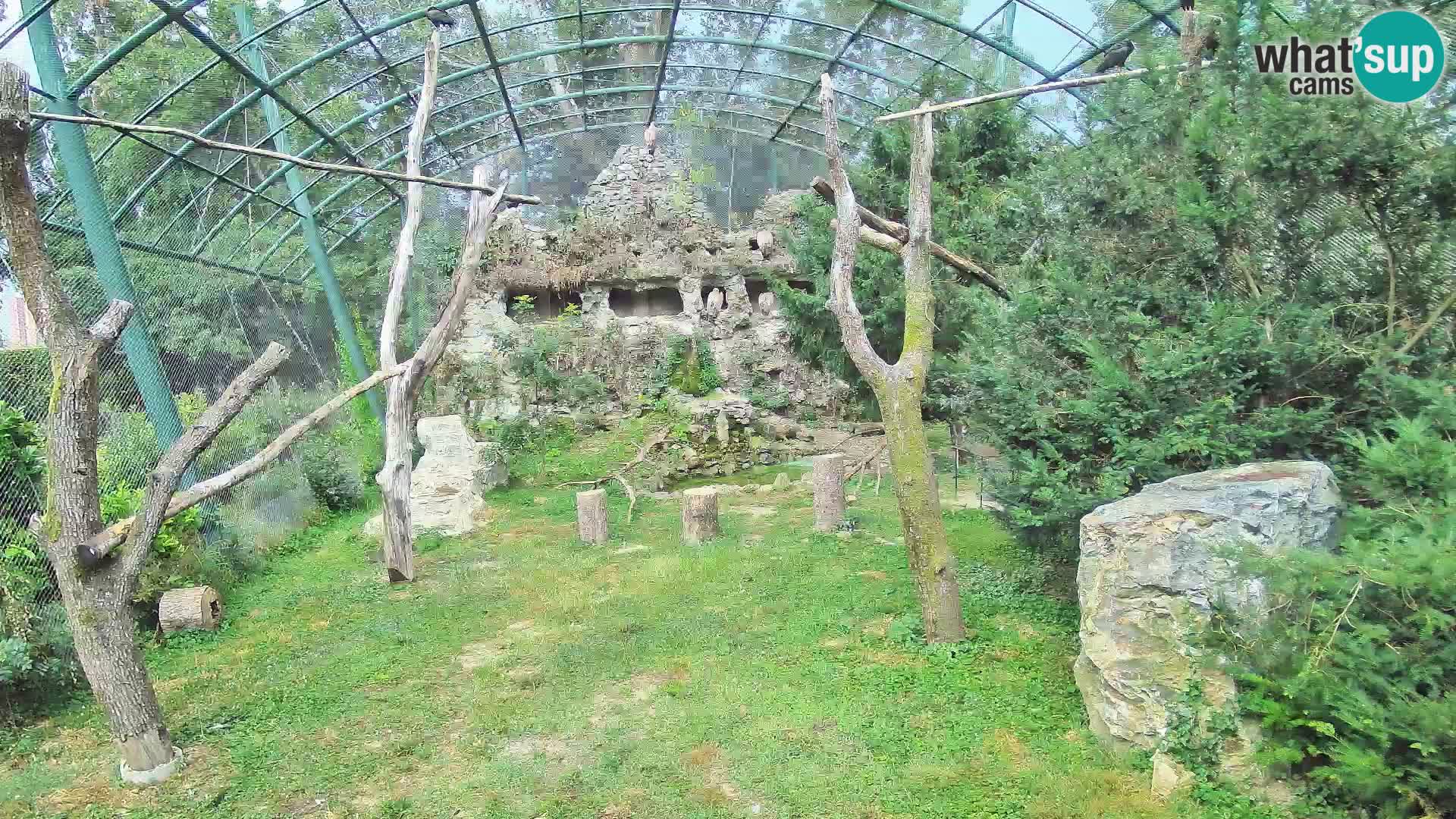 Gyps Webcam – Zagreb Zoo Live