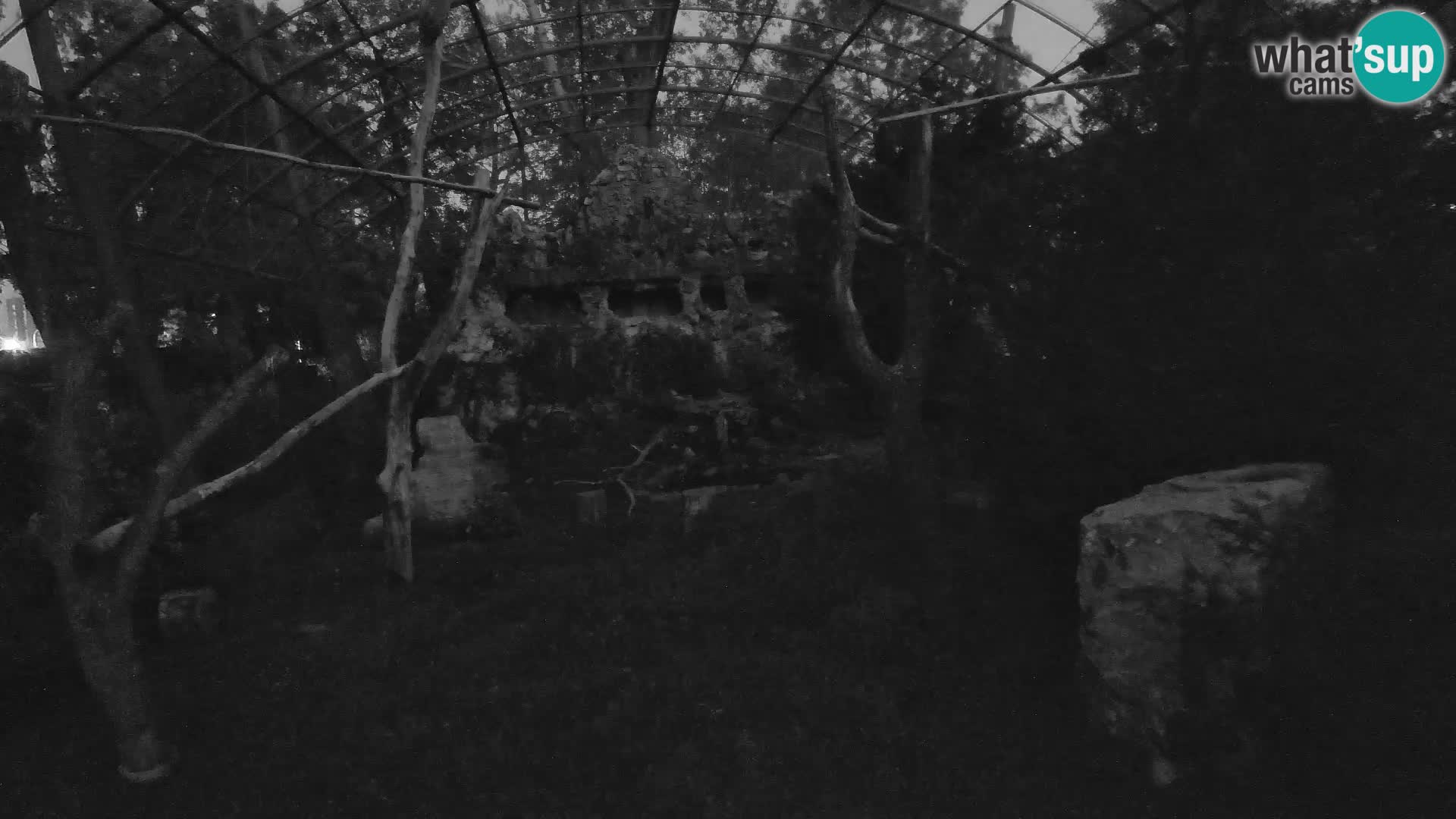 Gyps Webcam – Zagreb Zoo Live
