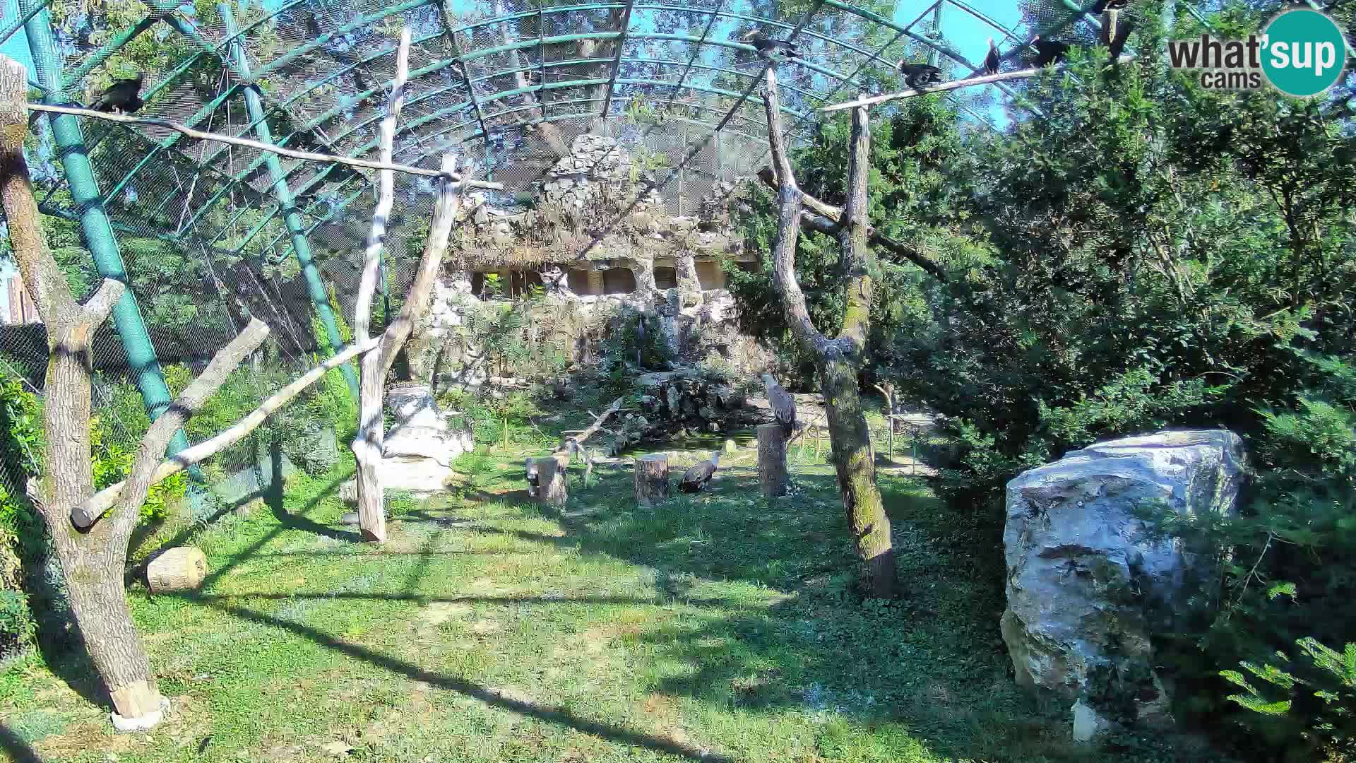 Web kamera Bjeloglavi sup – Zoološki vrt Zagreb uživo