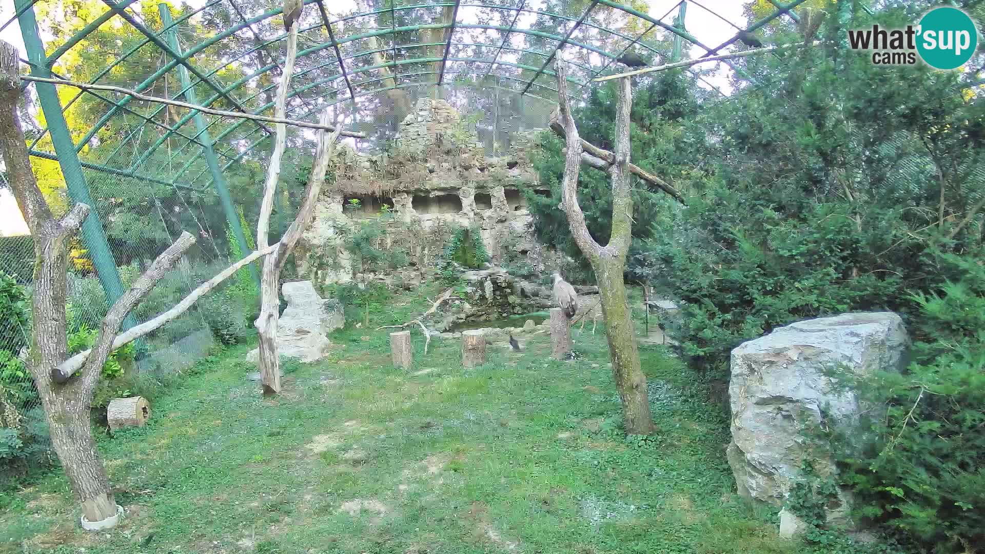 Web kamera Bjeloglavi sup – Zoološki vrt Zagreb uživo
