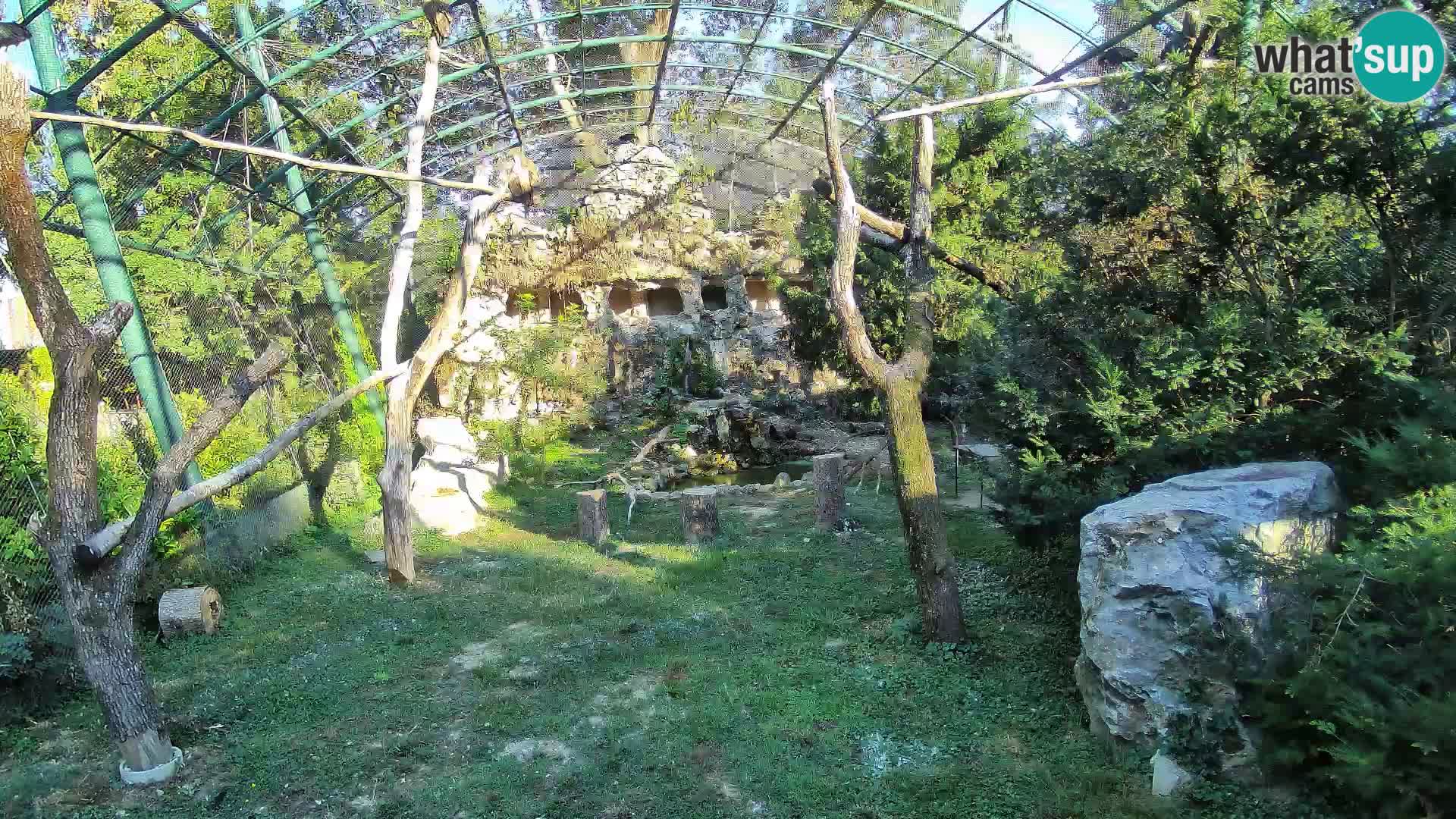 Webcam Grifone – Zoo di Zagabria in diretta