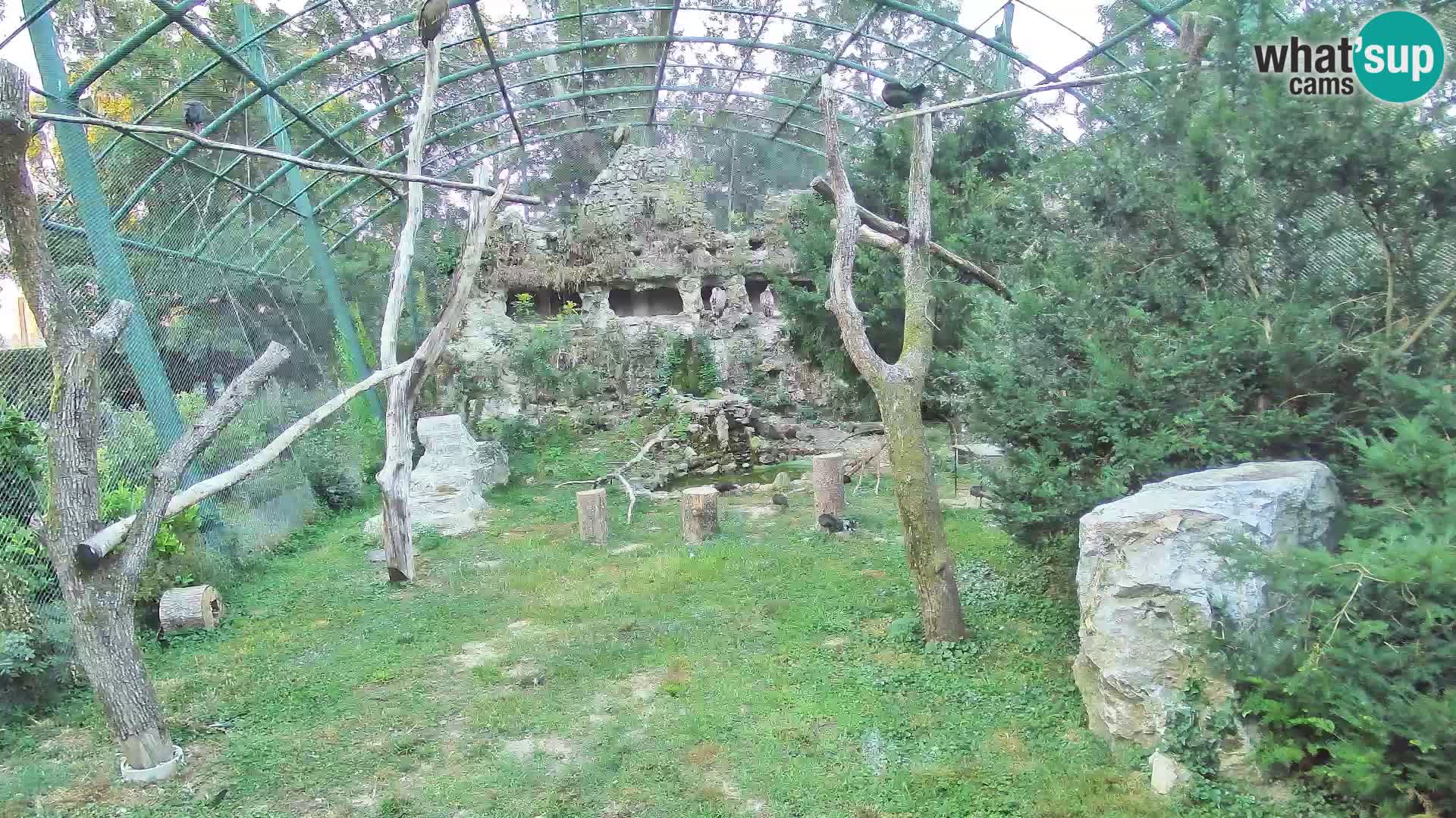 Web kamera Bjeloglavi sup – Zoološki vrt Zagreb uživo