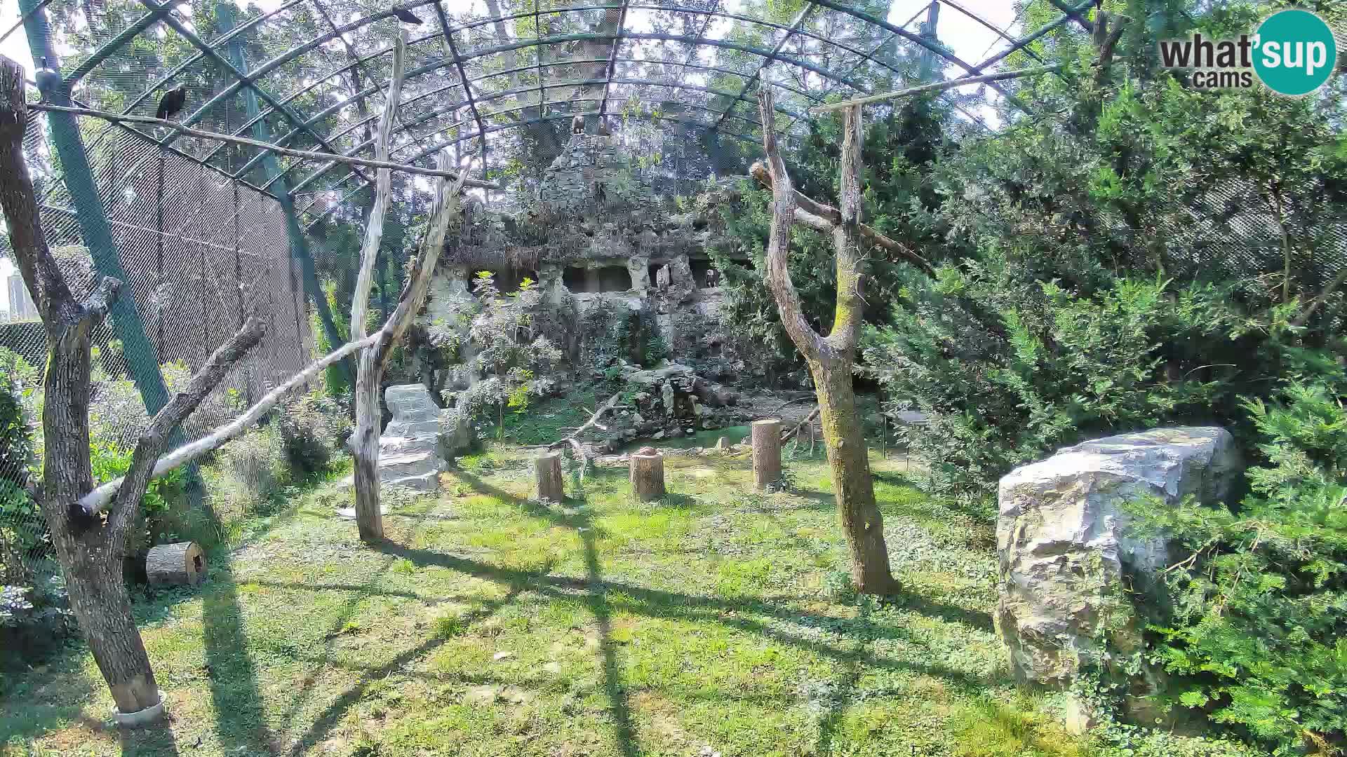 Web kamera Bjeloglavi sup – Zoološki vrt Zagreb uživo