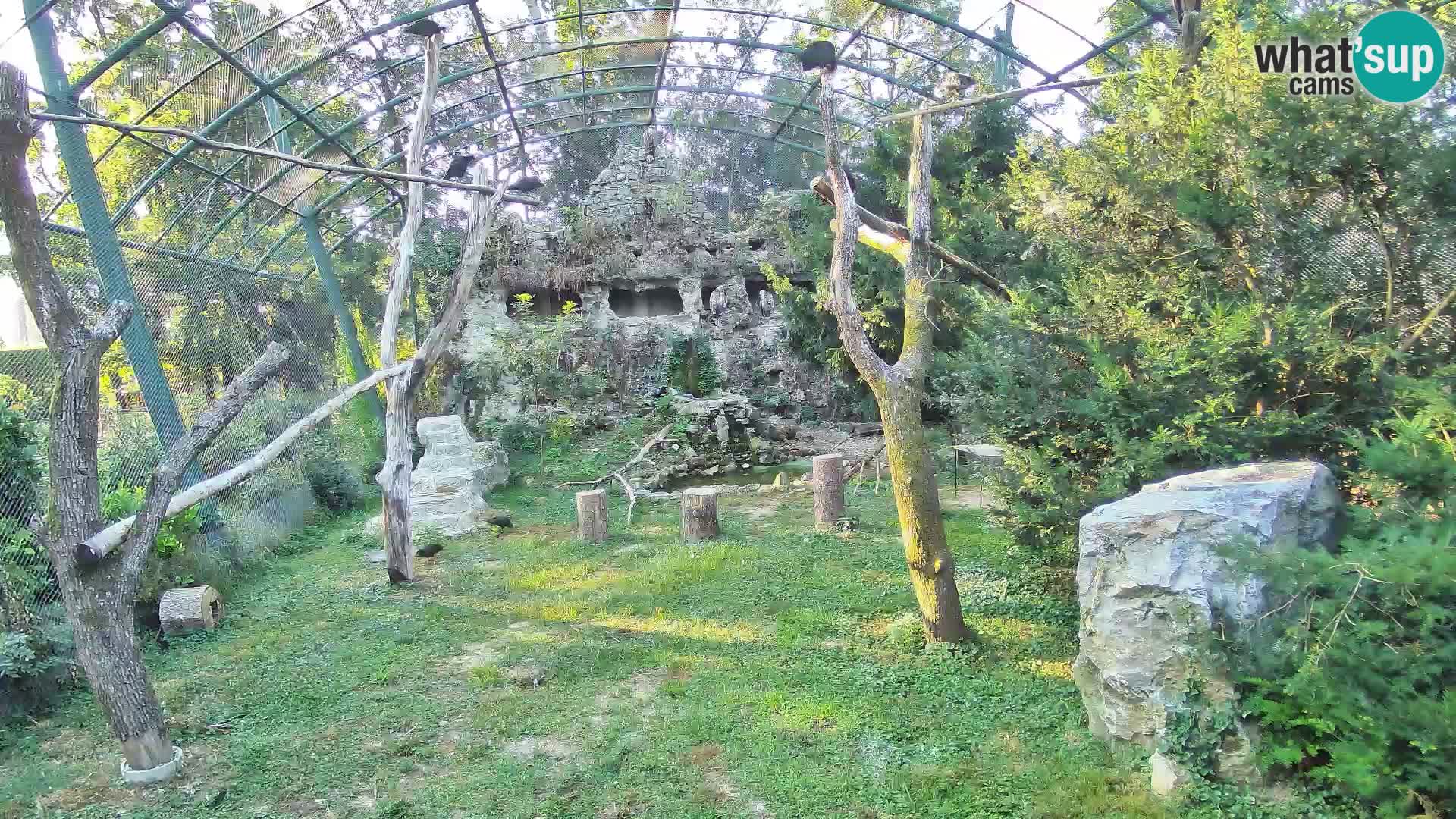 Web kamera Bjeloglavi sup – Zoološki vrt Zagreb uživo