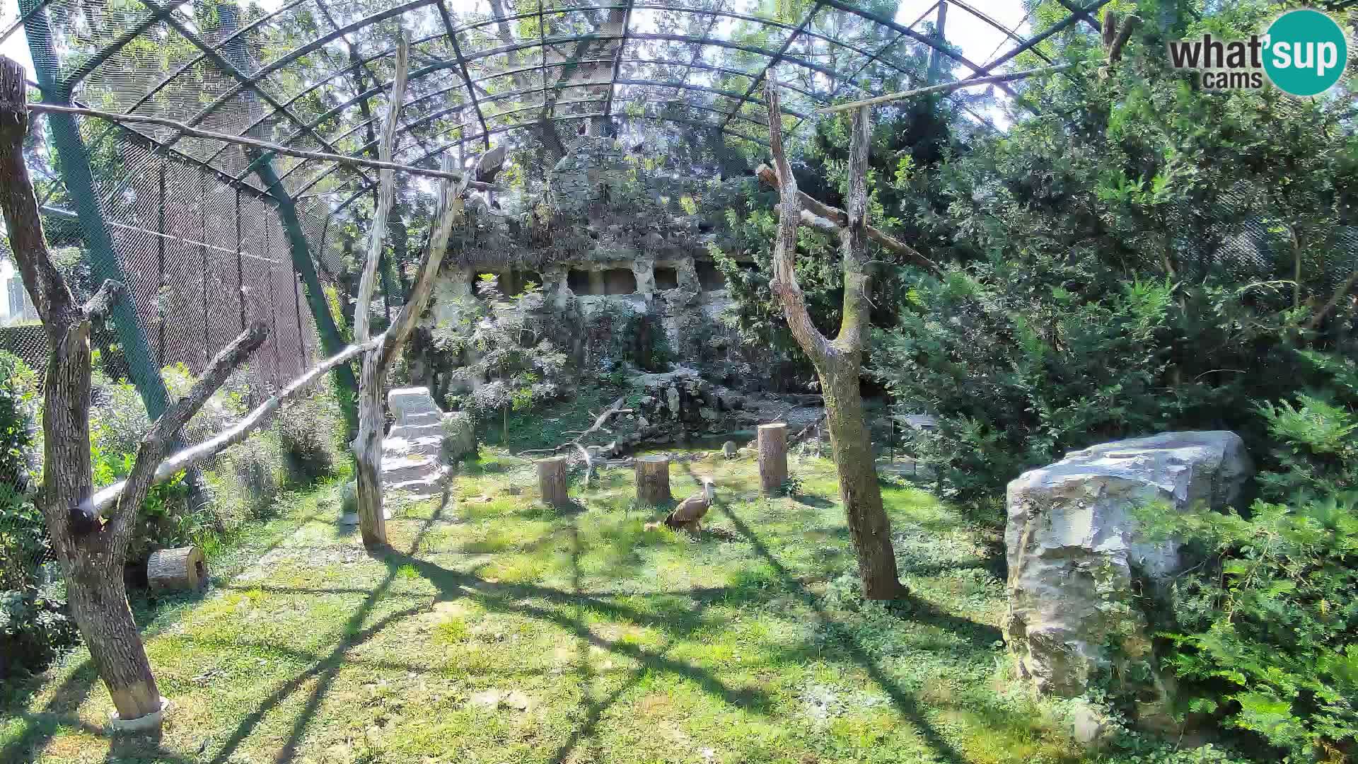 Gyps Webcam – Live aus dem Zoo Zagreb
