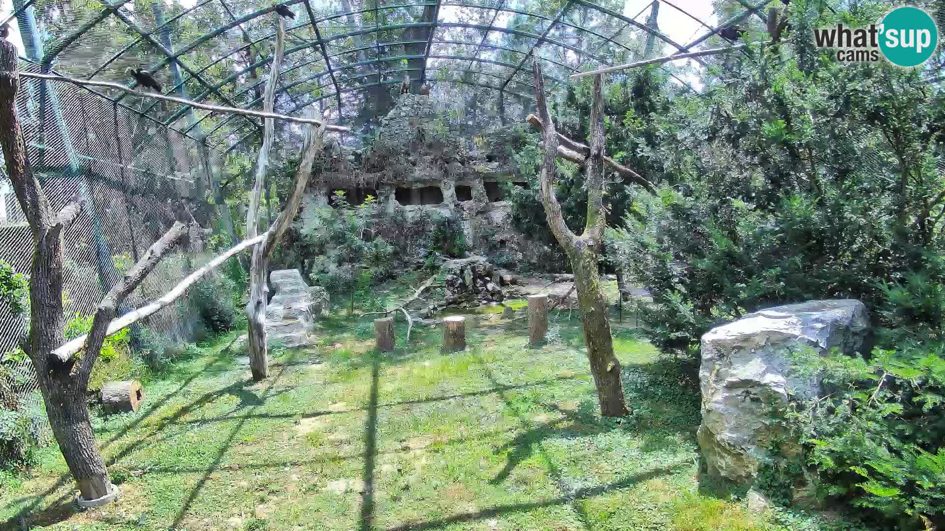 Web kamera Bjeloglavi sup – Zoološki vrt Zagreb uživo