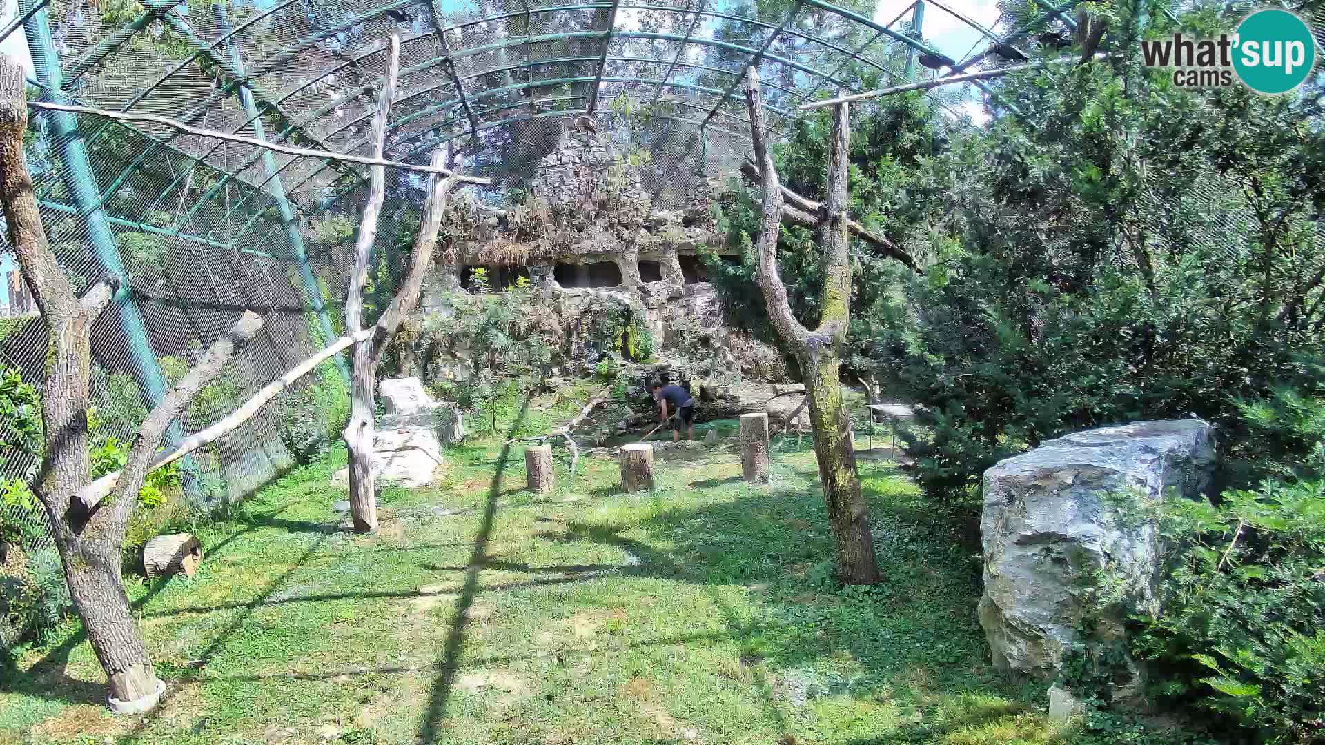 Gyps Webcam – Live aus dem Zoo Zagreb