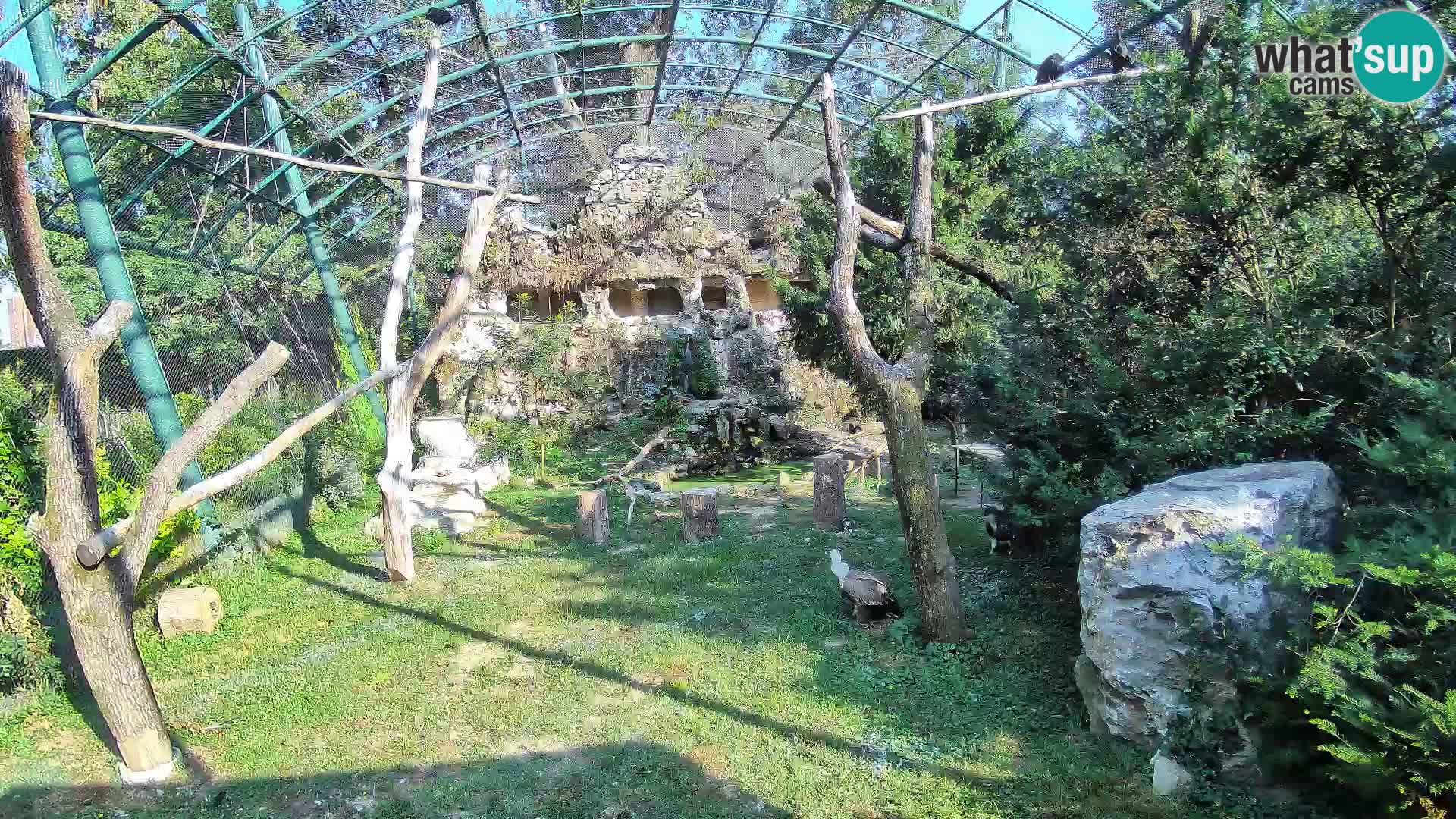 Gyps Webcam – Zagreb Zoo Live
