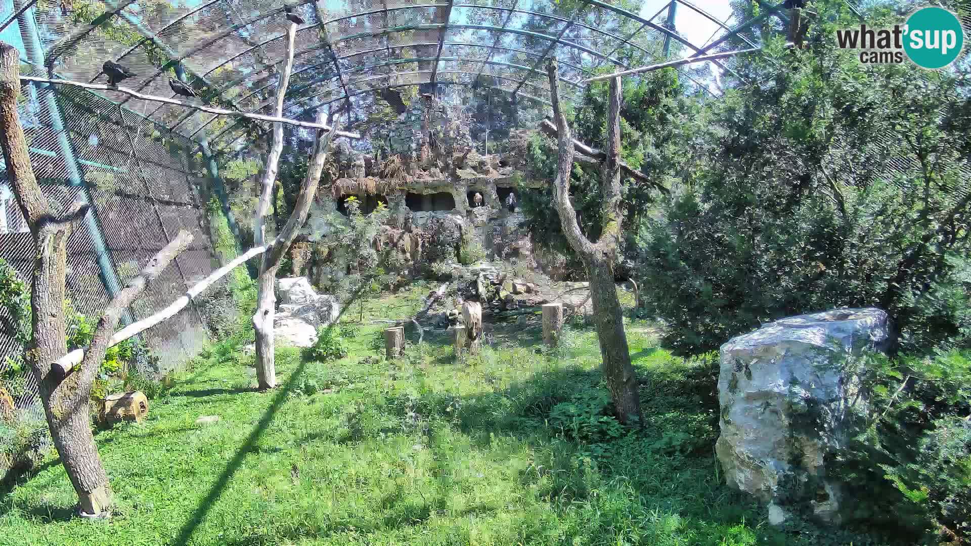Webcam Grifone – Zoo di Zagabria in diretta