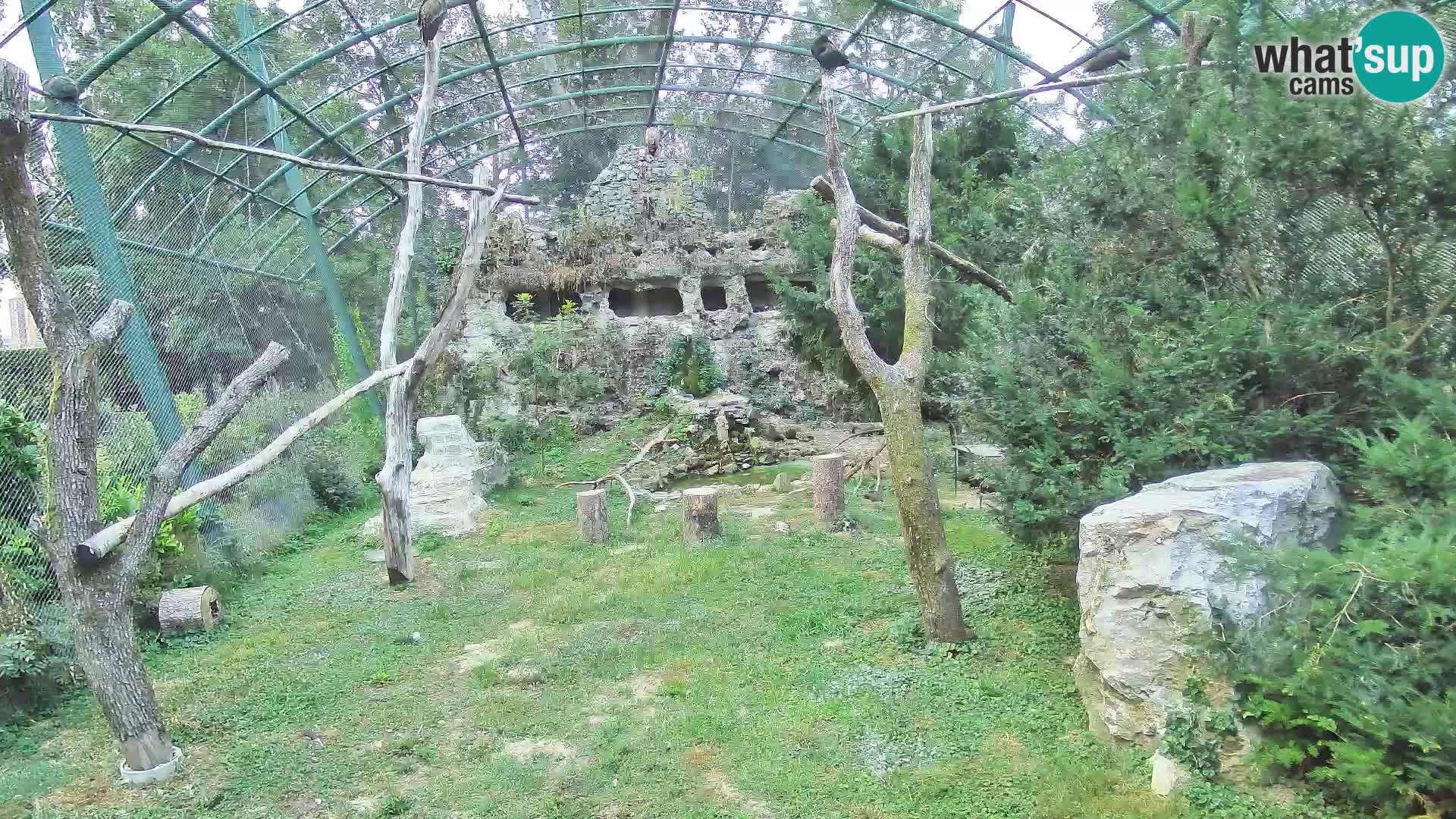 Gyps Webcam – Zagreb Zoo Live