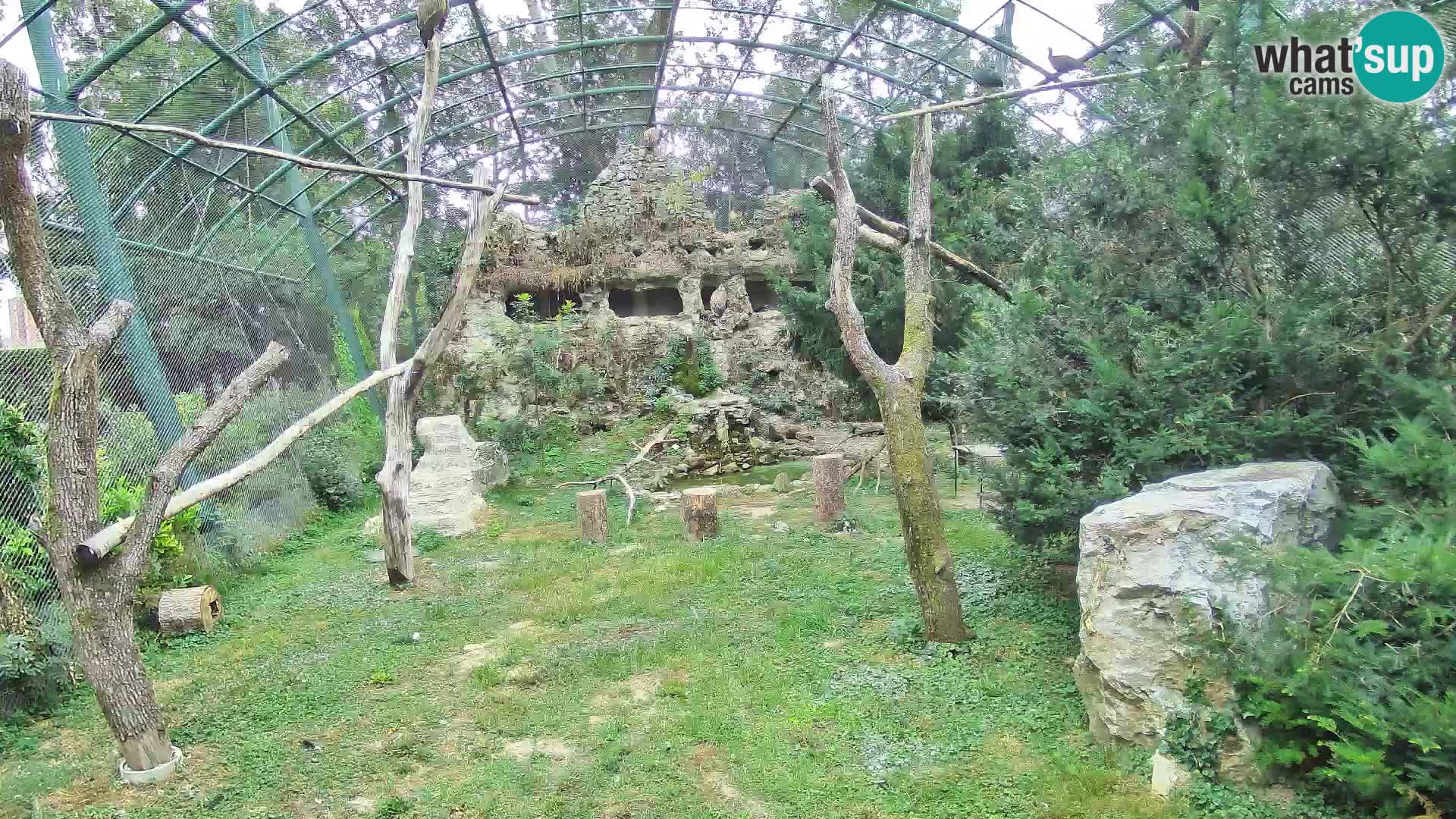 Gyps Webcam – Zagreb Zoo Live