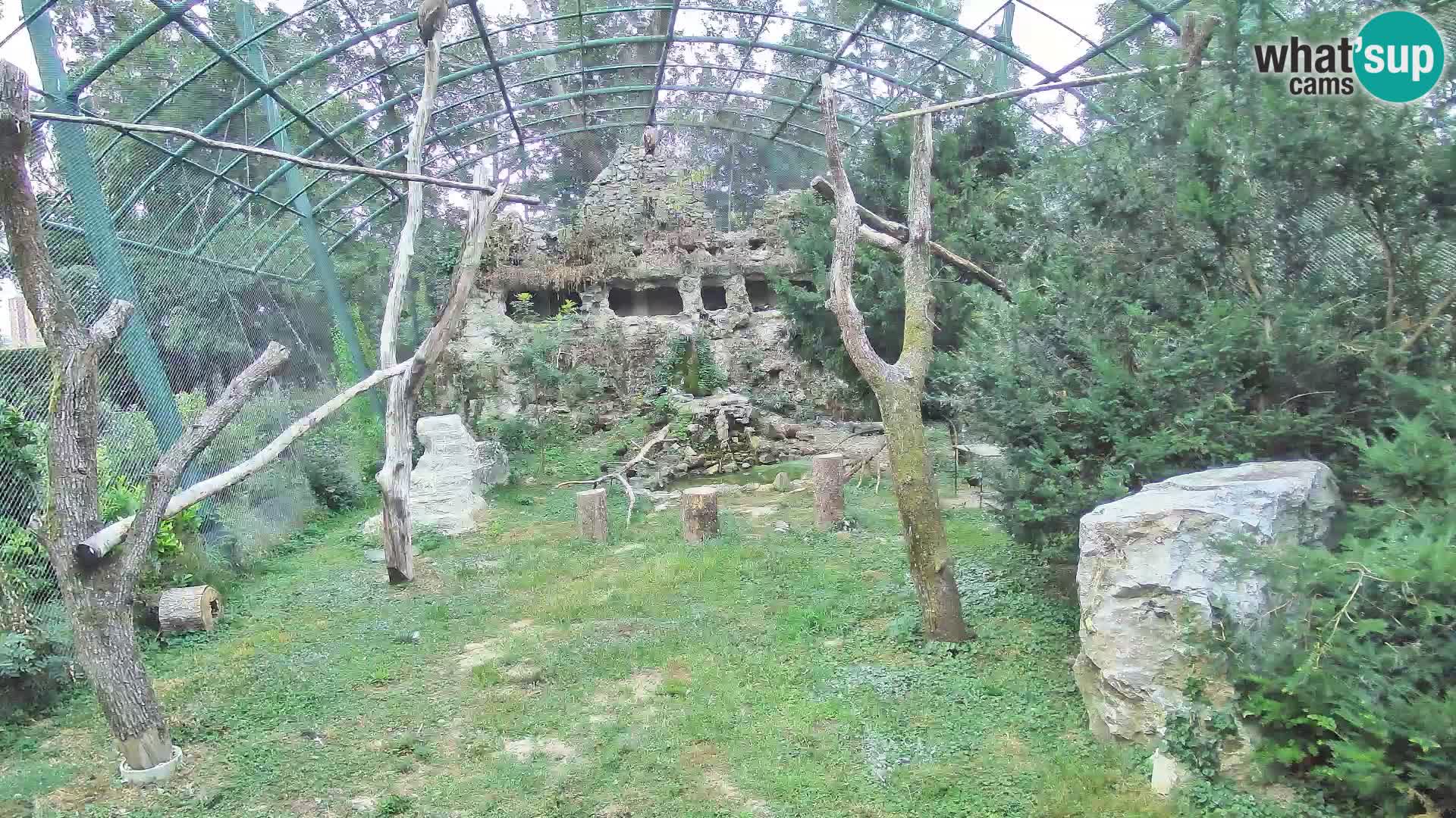 Gyps Webcam – Zagreb Zoo Live