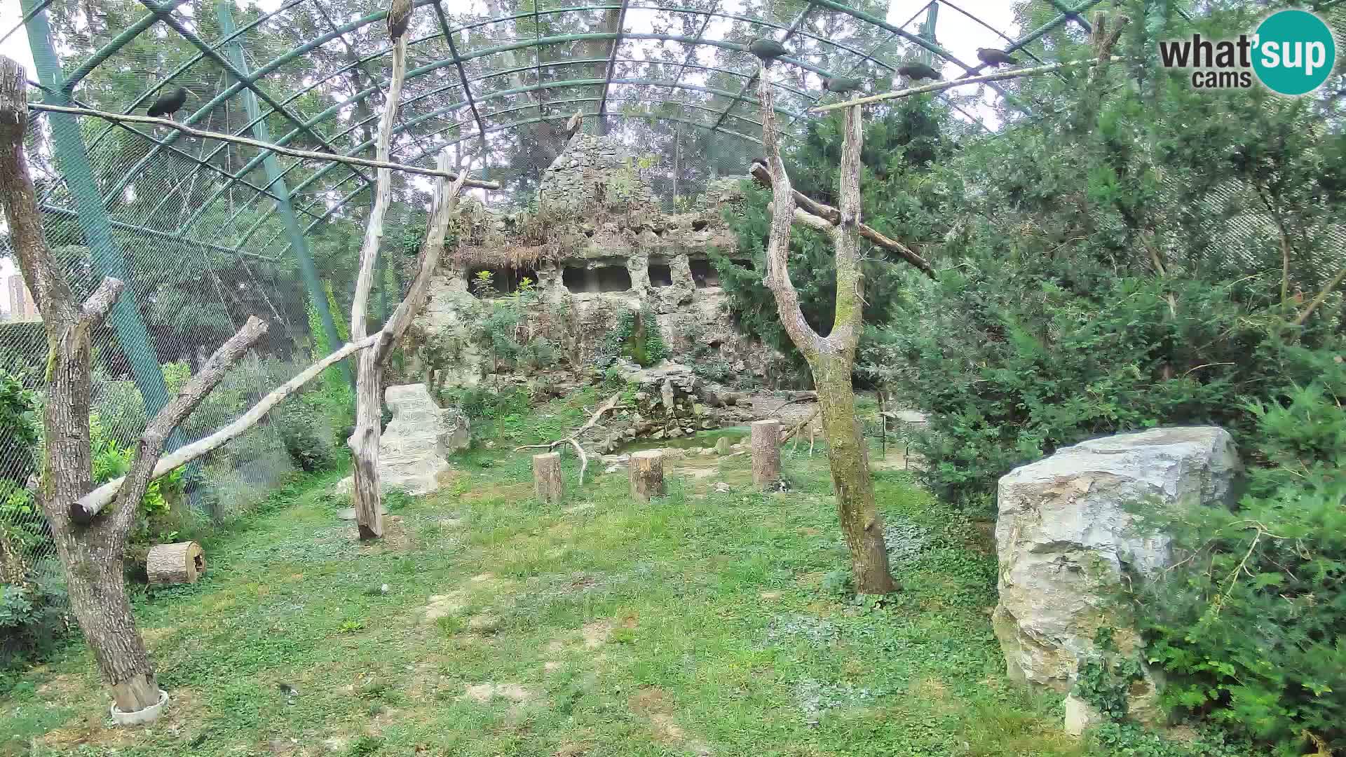 Gyps Webcam – Zagreb Zoo Live
