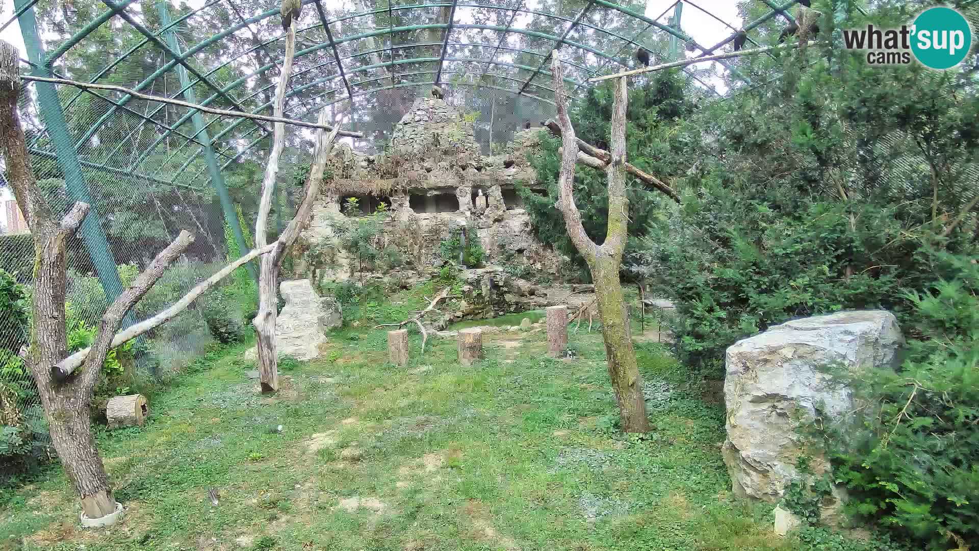 Gyps Webcam – Zagreb Zoo Live