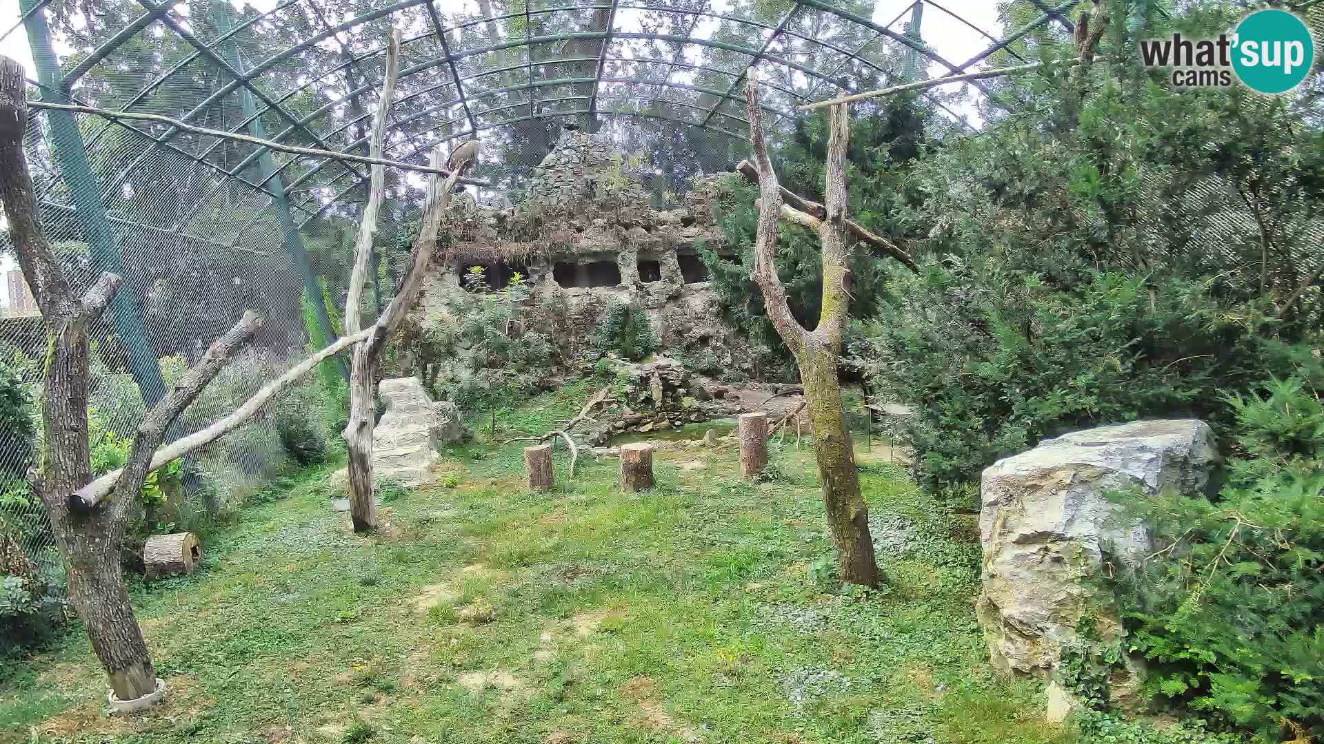 Webcam Vautour fauve – Zoo de Zagreb en direct