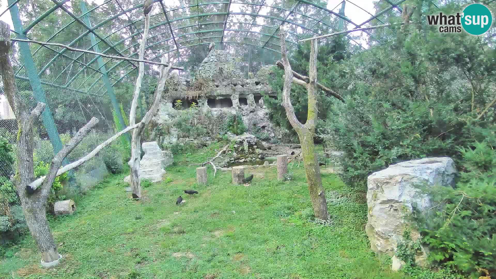 Webcam Grifone – Zoo di Zagabria in diretta