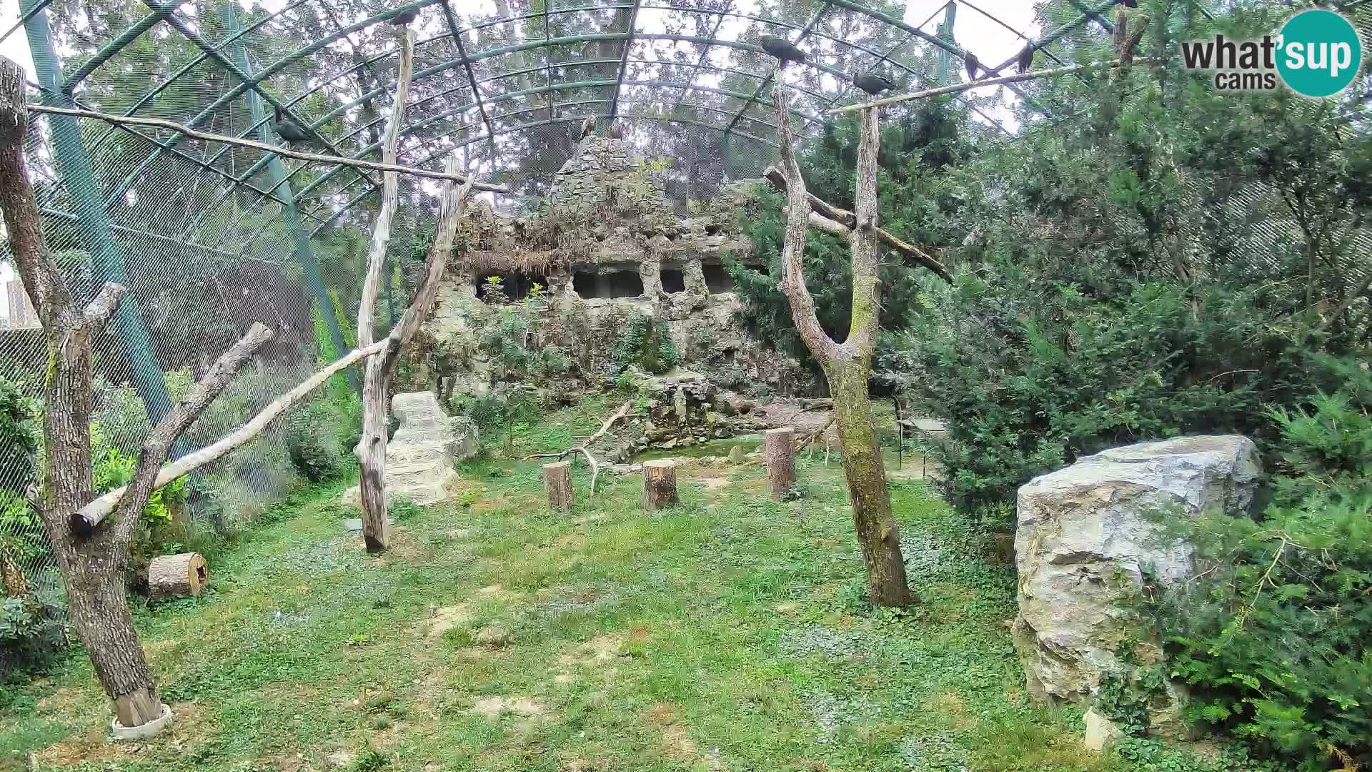 Gyps Webcam – Zagreb Zoo Live