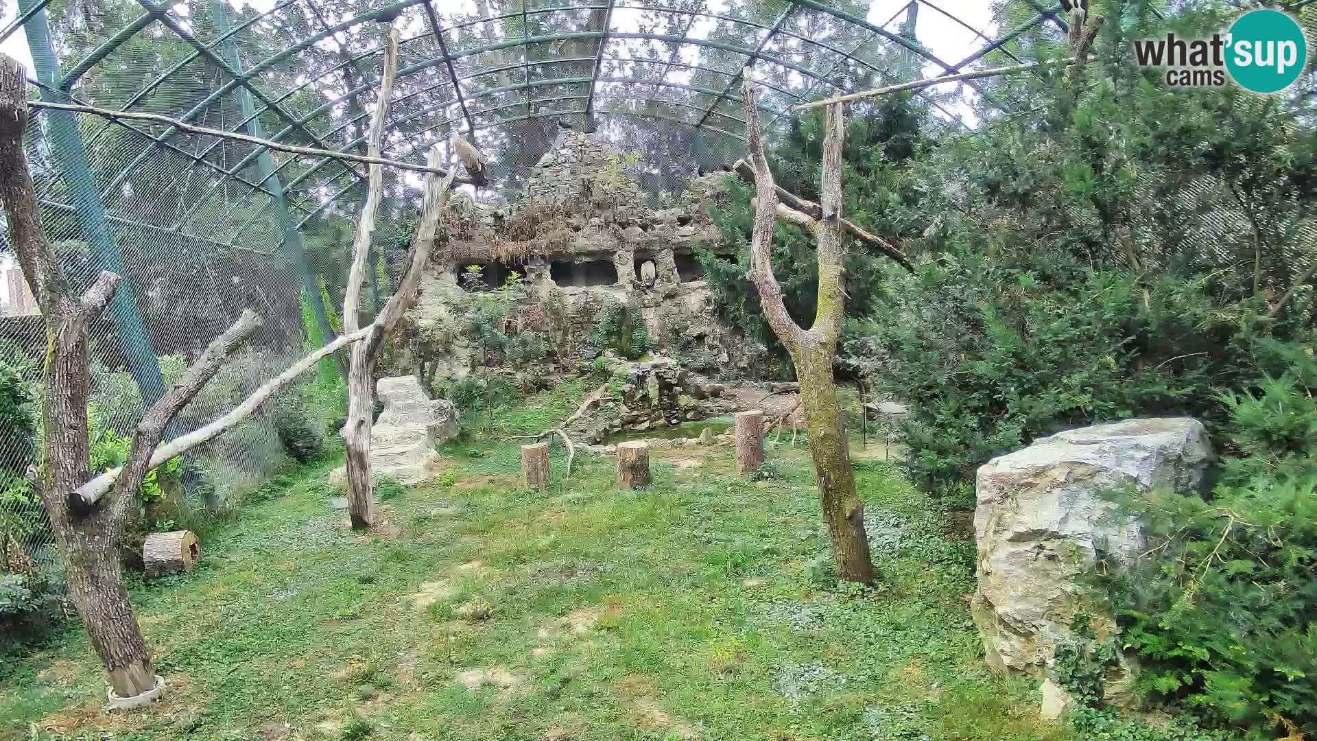 Gyps Webcam – Live aus dem Zoo Zagreb