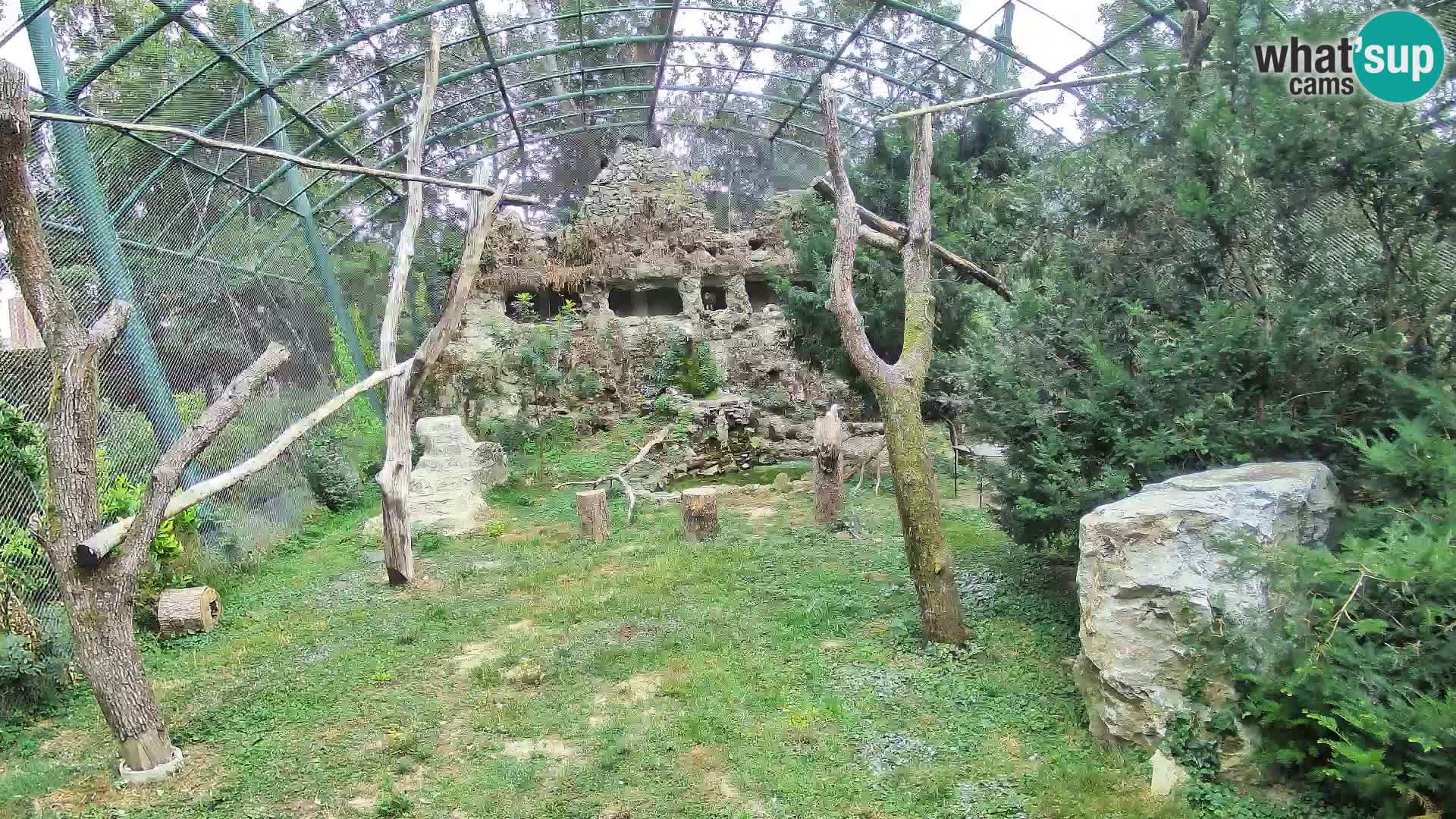 Gyps Webcam – Zagreb Zoo Live