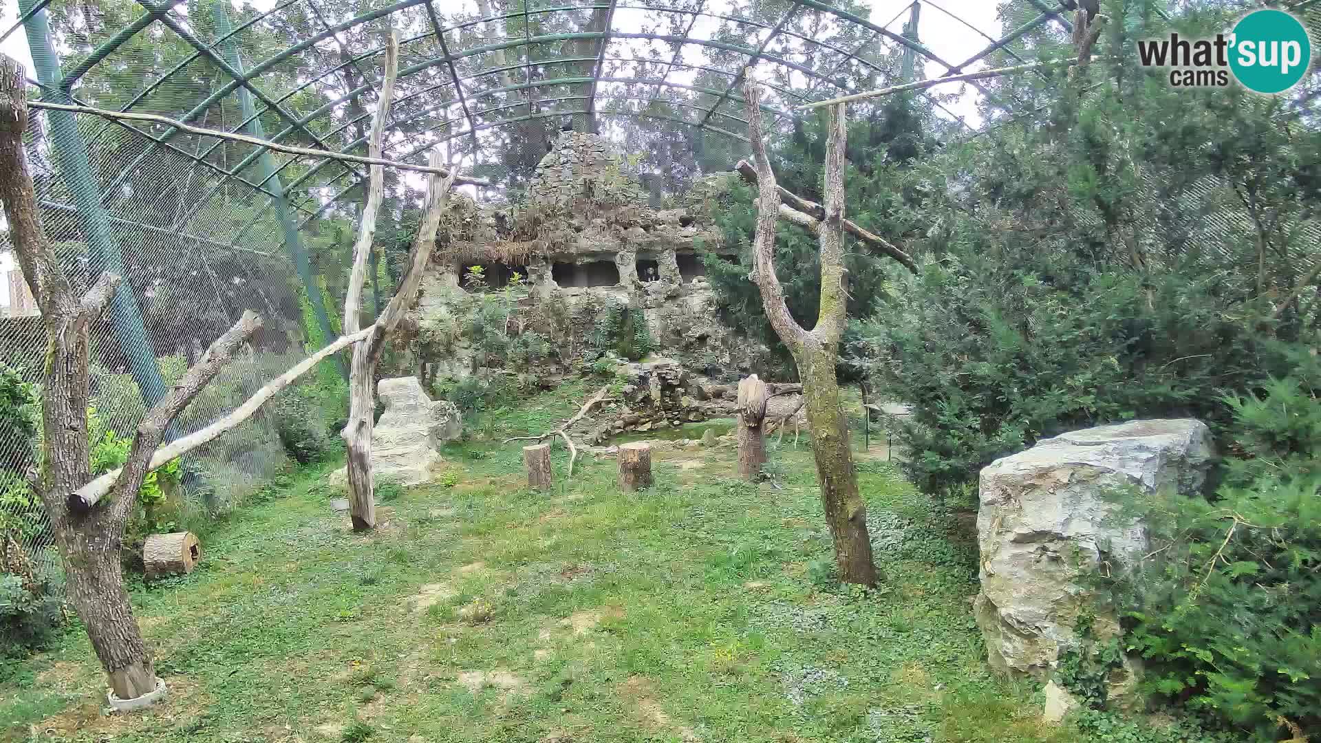 Gyps Webcam – Zagreb Zoo Live