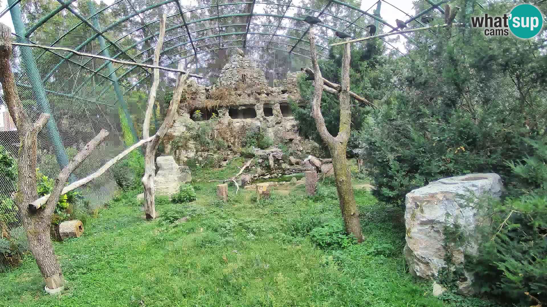 Webcam Vautour fauve – Zoo de Zagreb en direct