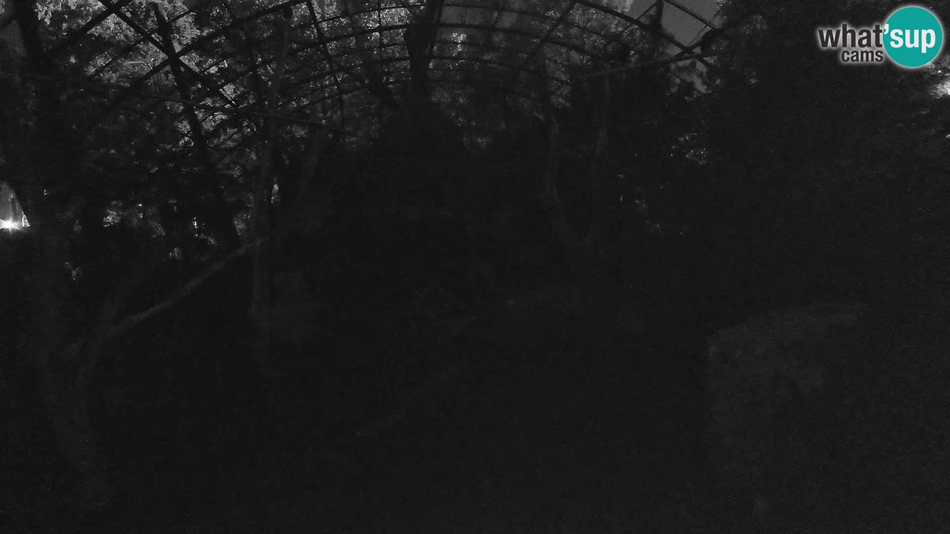 Gyps Webcam – Zagreb Zoo Live