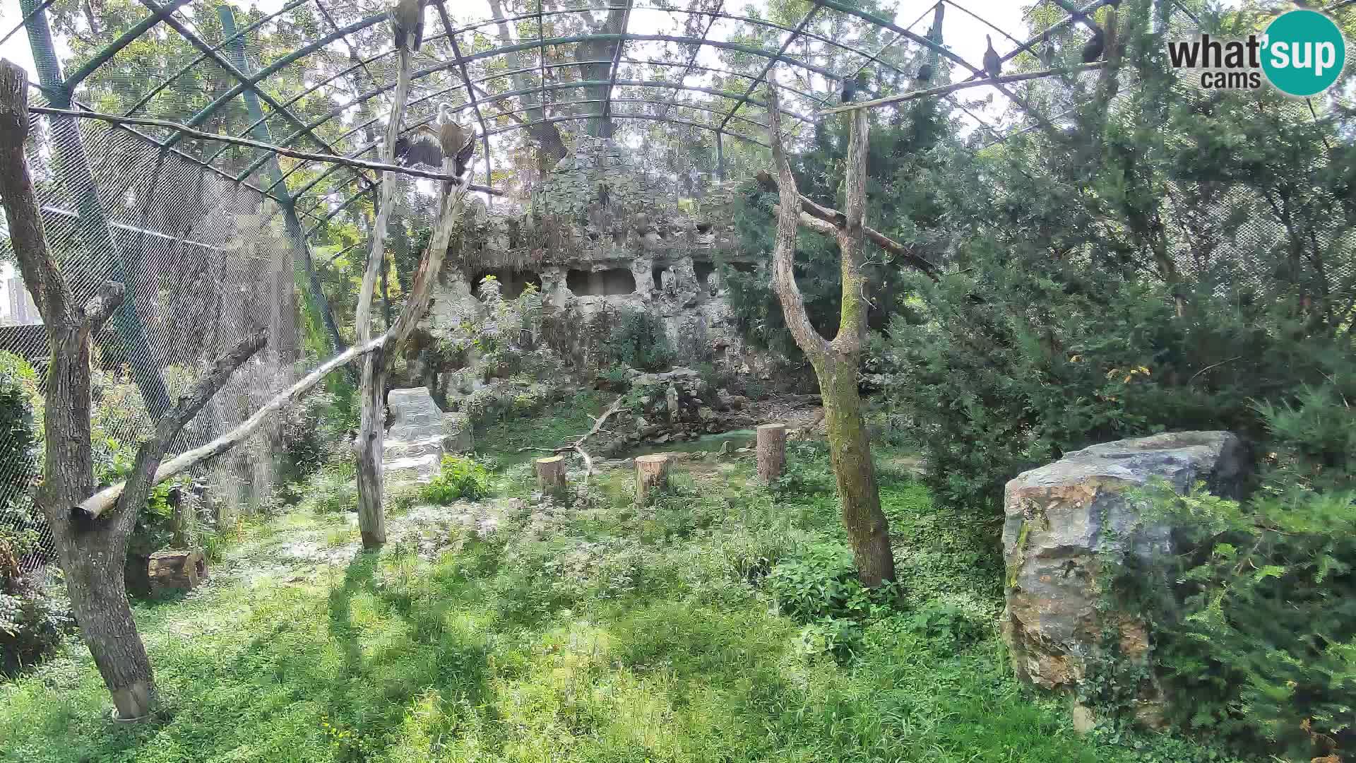 Webcam Grifone – Zoo di Zagabria in diretta