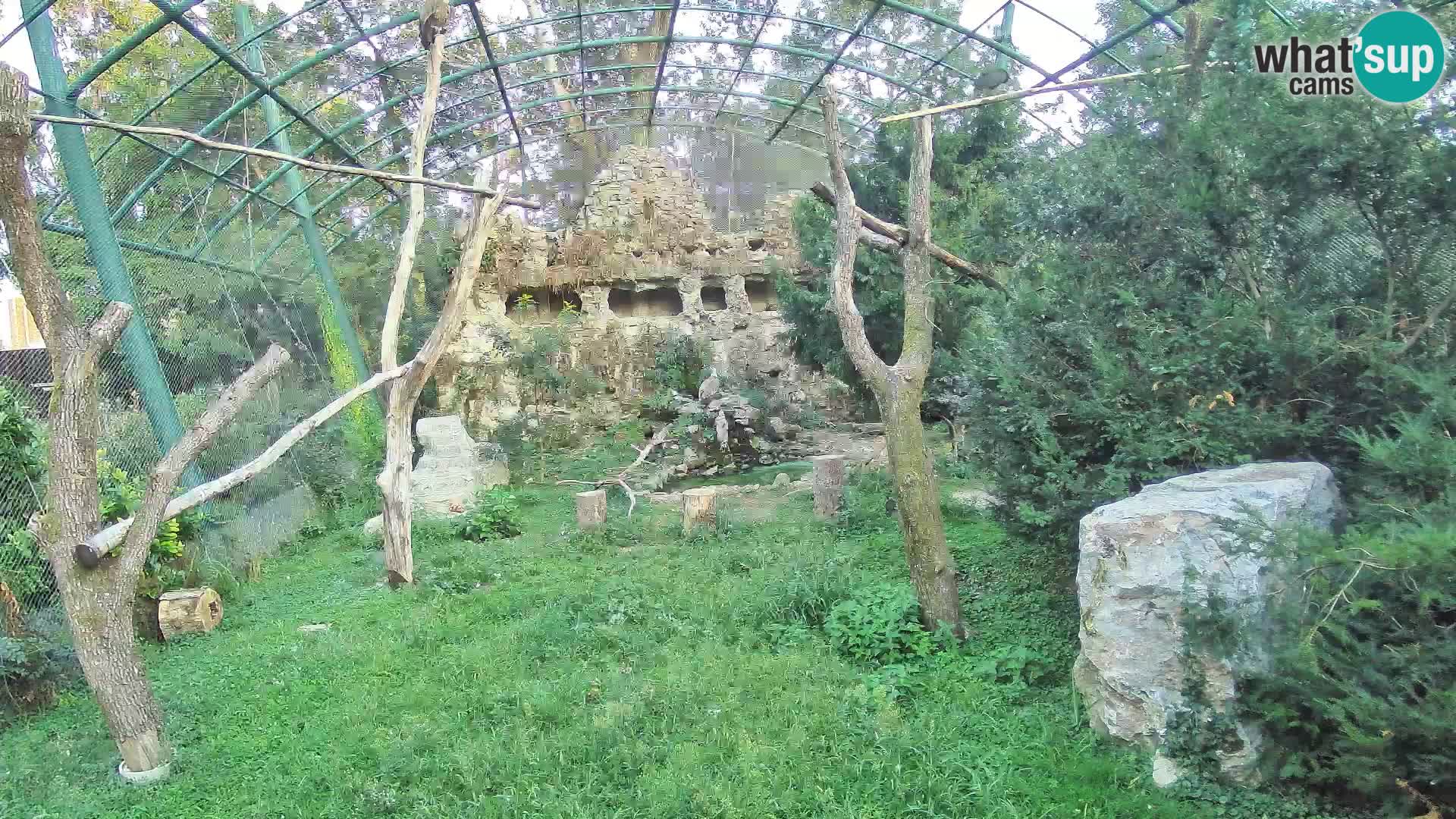 Web kamera Bjeloglavi sup – Zoološki vrt Zagreb uživo