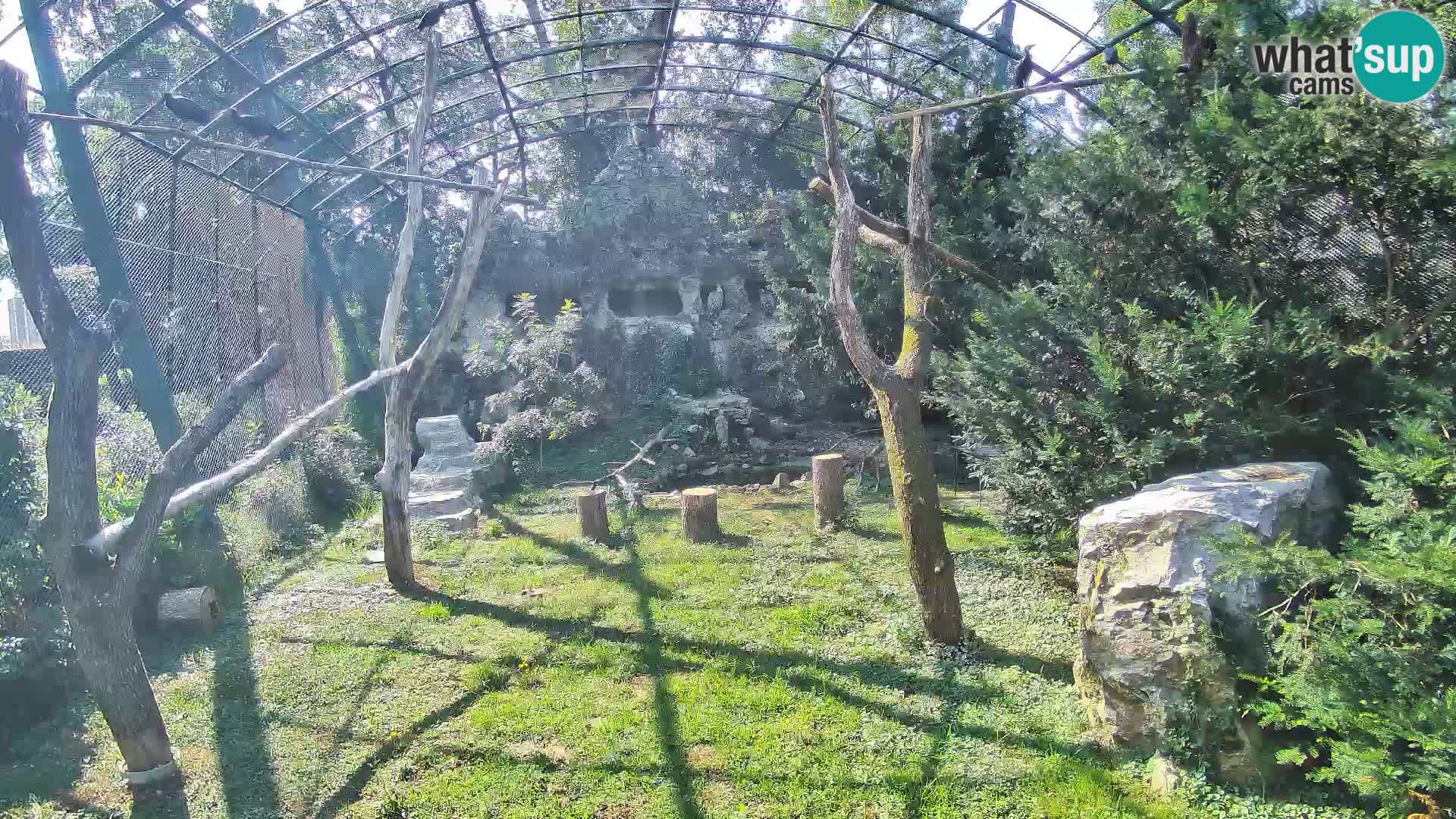 Gyps Webcam – Zagreb Zoo Live