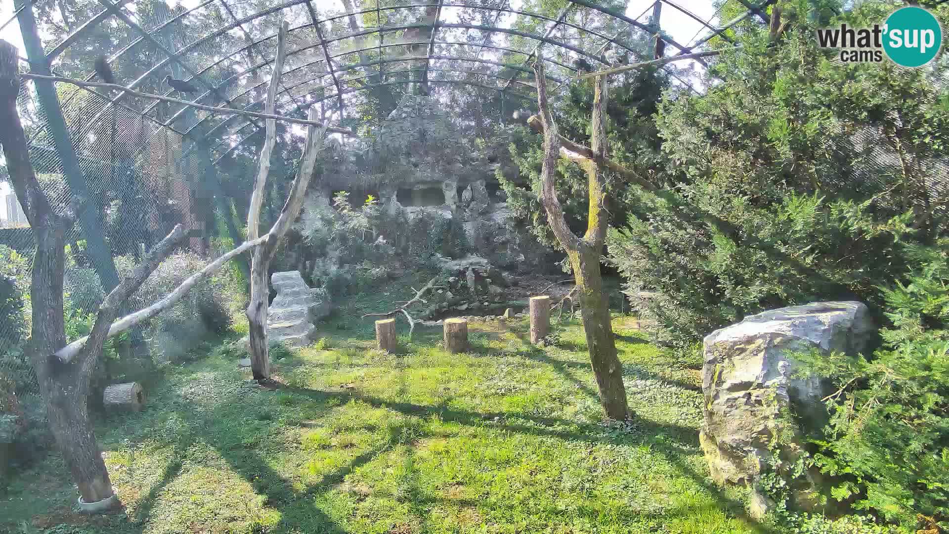 Webcam Grifone – Zoo di Zagabria in diretta