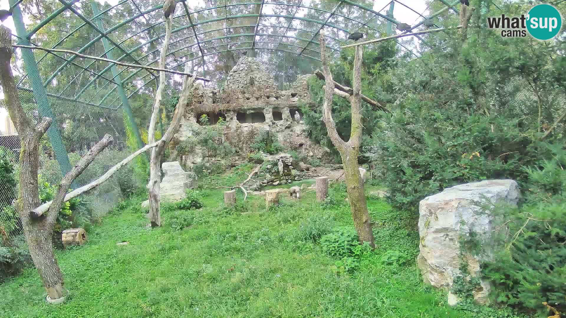 Gyps Webcam – Live aus dem Zoo Zagreb