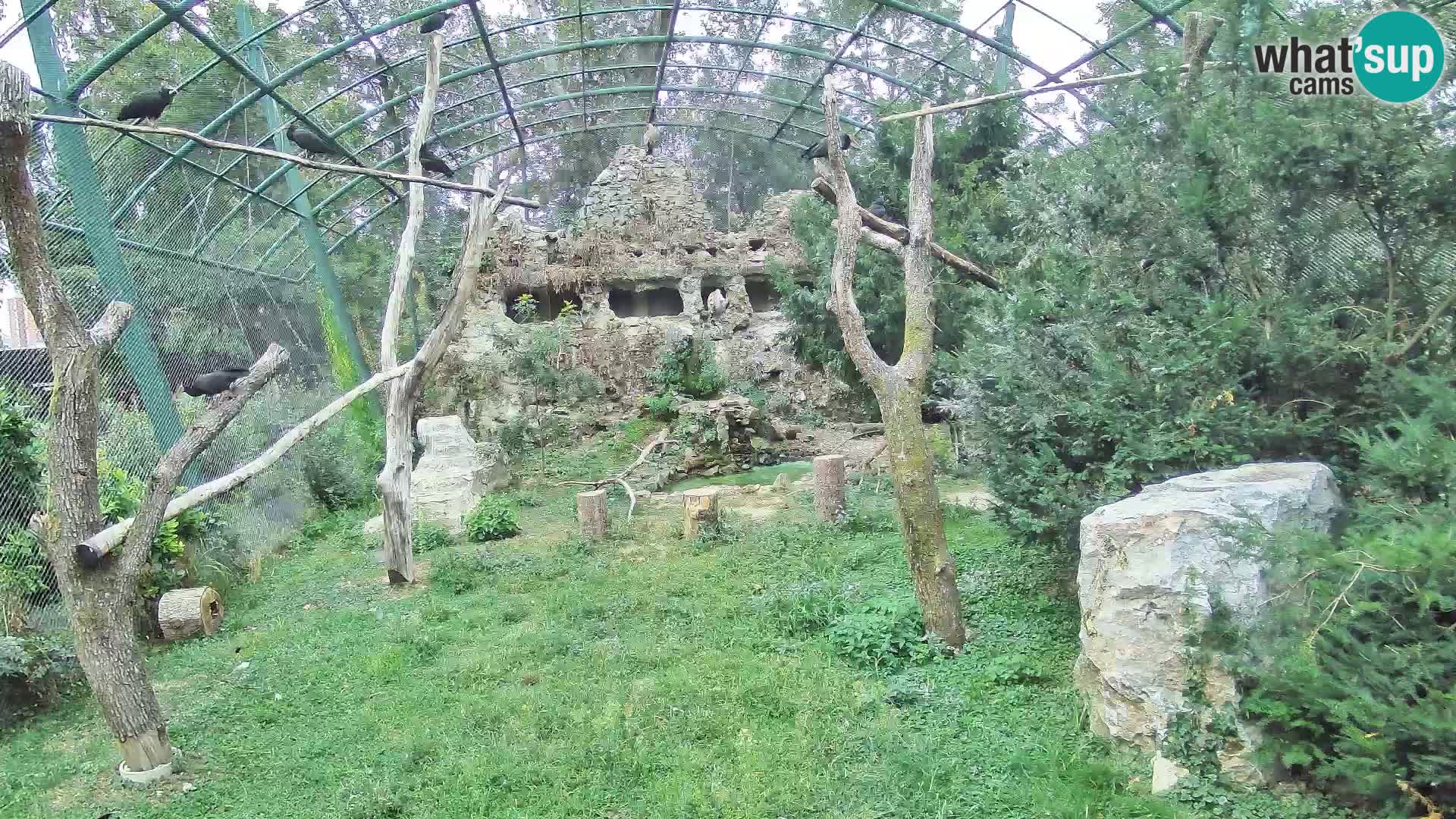 Web kamera Bjeloglavi sup – Zoološki vrt Zagreb uživo