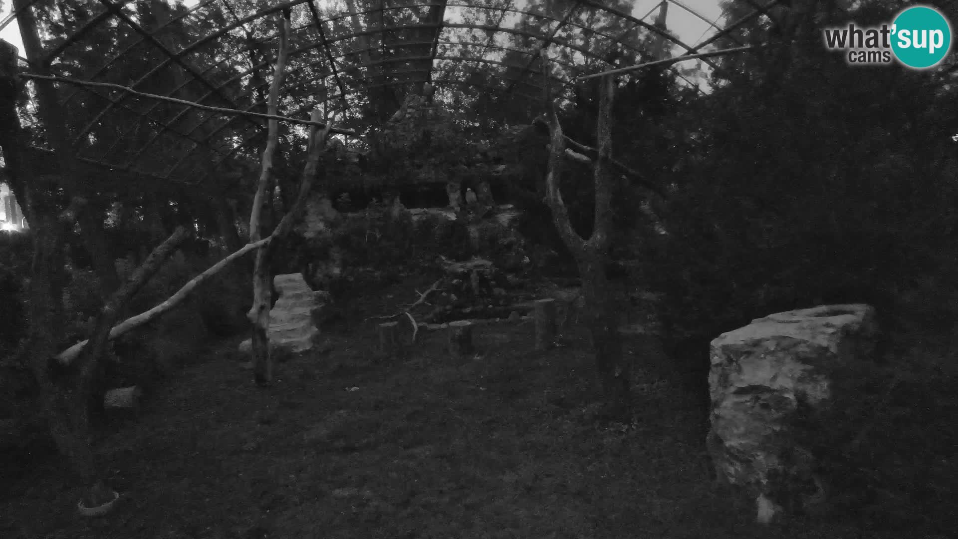 Gyps Webcam – Live aus dem Zoo Zagreb