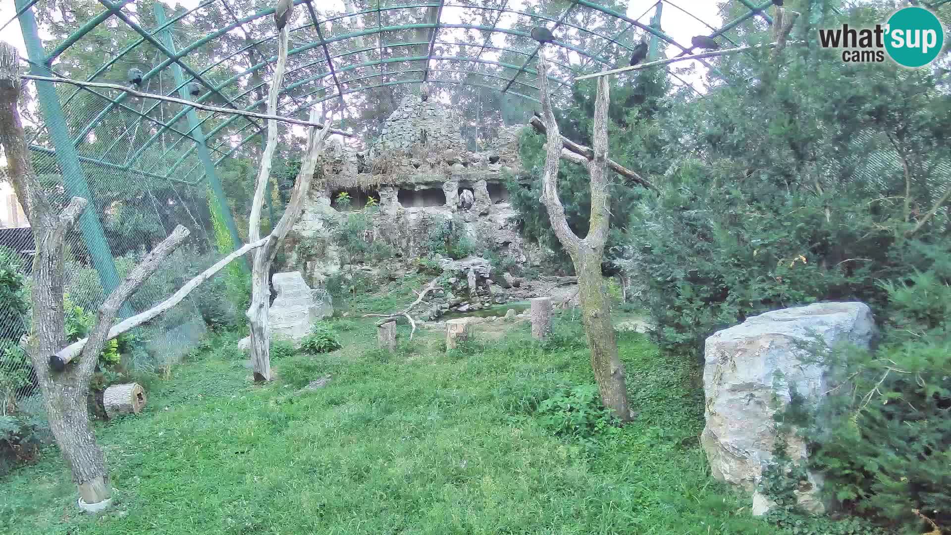 Webcam Vautour fauve – Zoo de Zagreb en direct