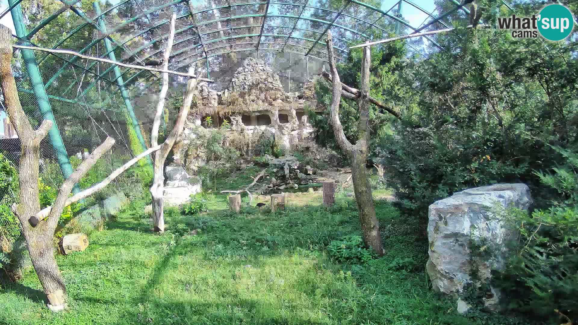 Webcam Buitre Leonado – Zoo de Zagreb en directo