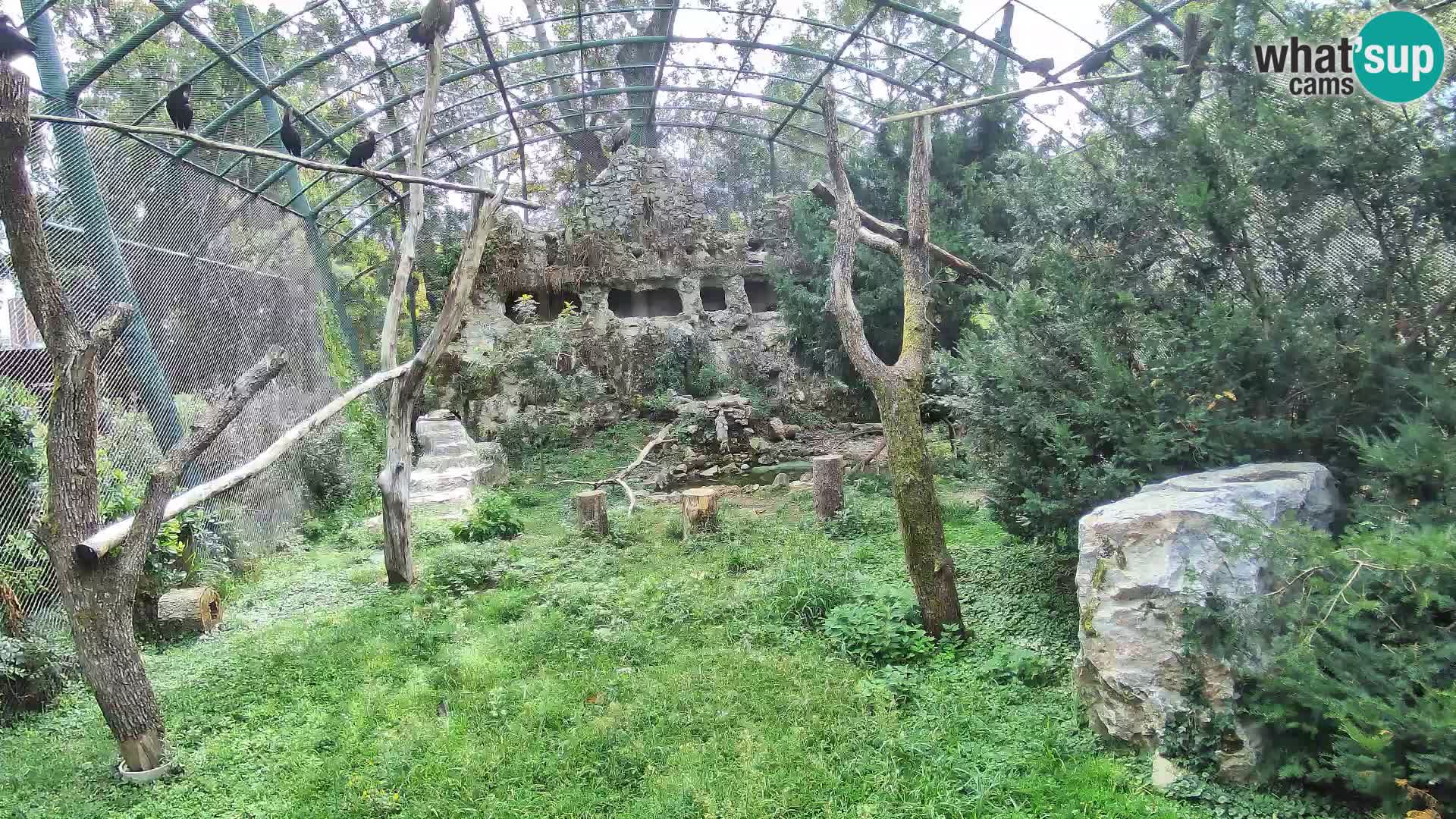 Webcam Vautour fauve – Zoo de Zagreb en direct