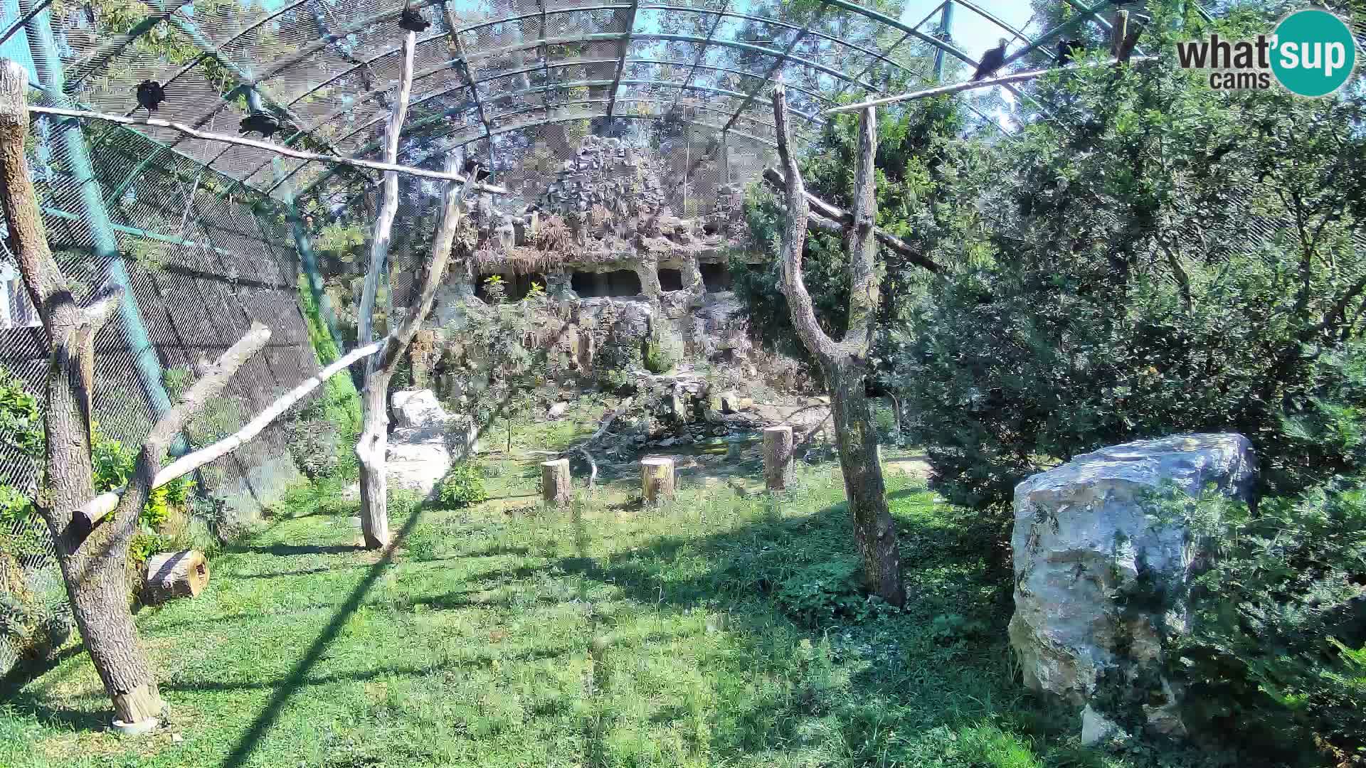 Webcam Vautour fauve – Zoo de Zagreb en direct