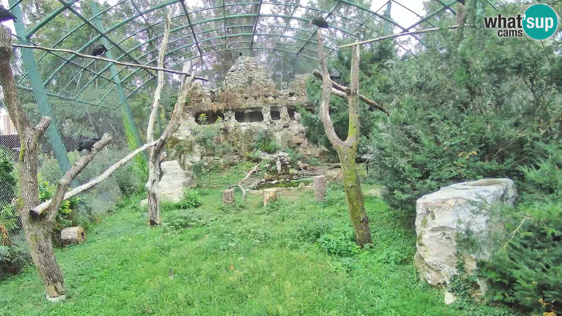Gyps Webcam – Live aus dem Zoo Zagreb