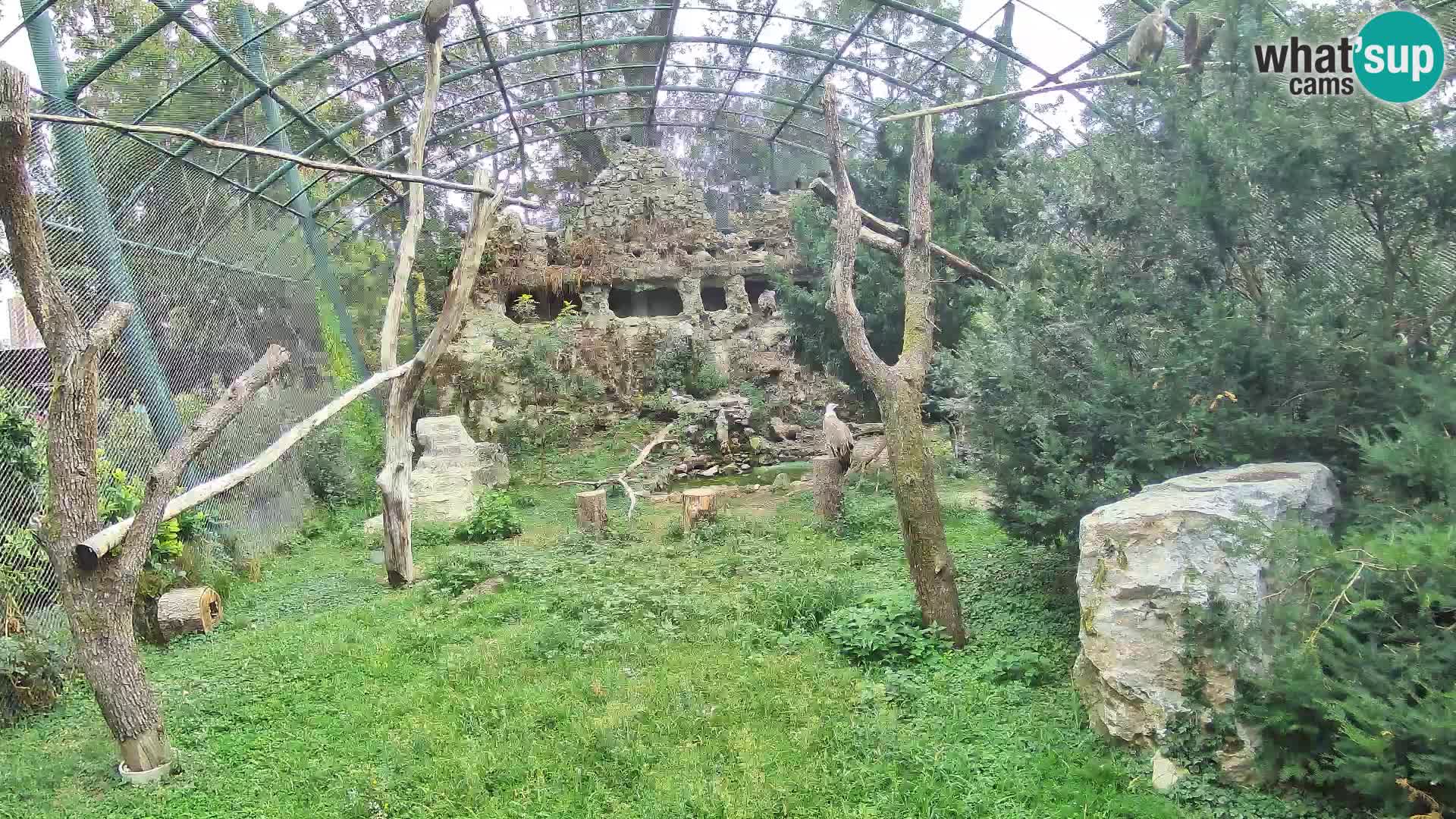Gyps Webcam – Live aus dem Zoo Zagreb