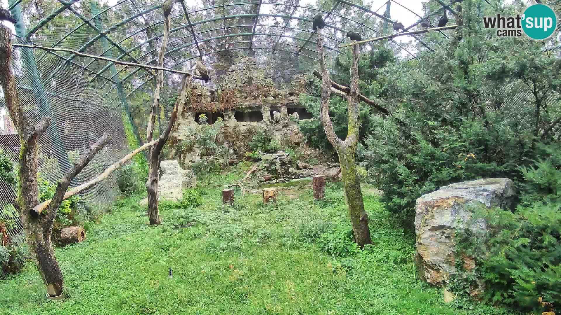 Gyps Webcam – Zagreb Zoo Live