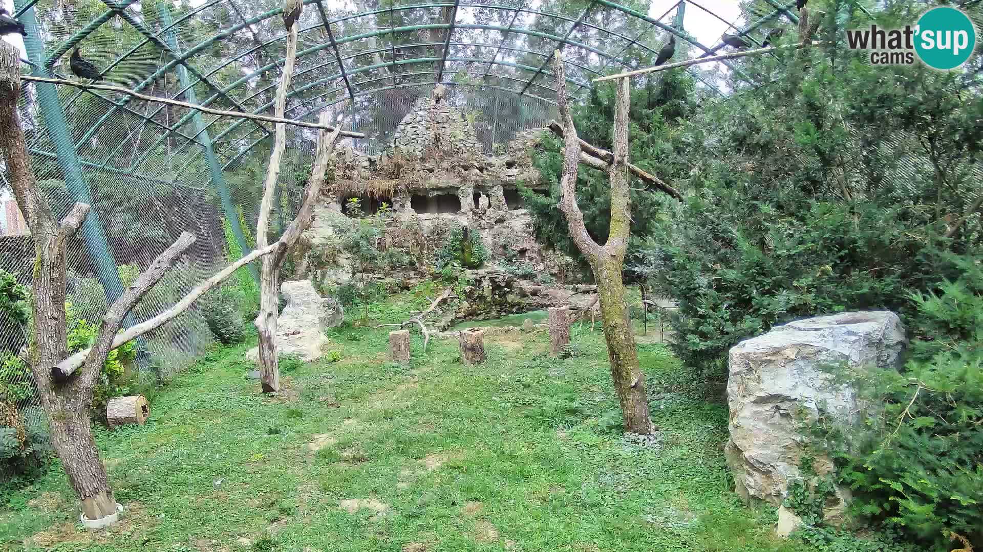 Gyps Webcam – Zagreb Zoo Live