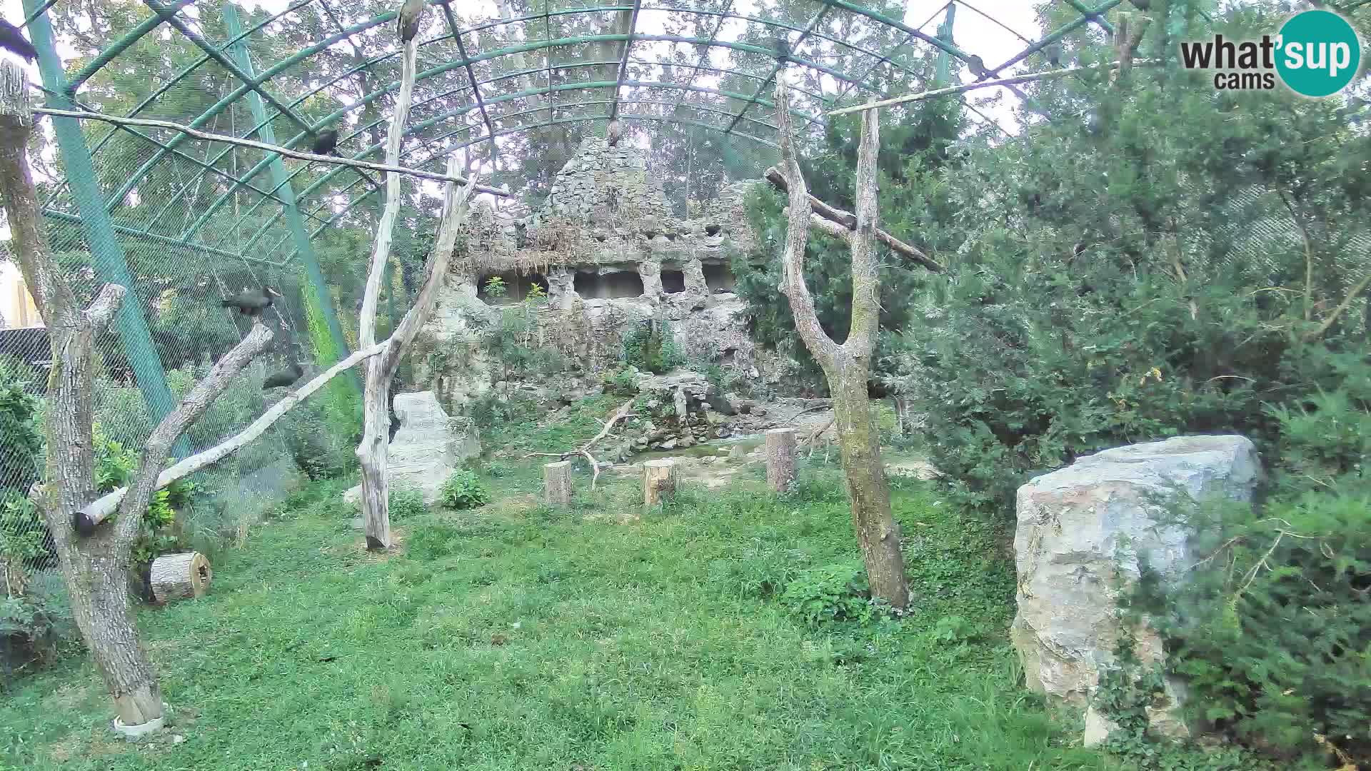 Gyps Webcam – Live aus dem Zoo Zagreb