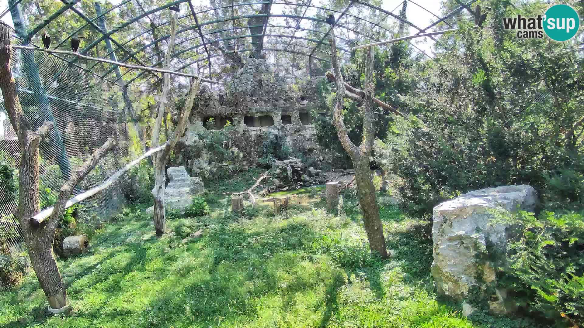 Gyps Webcam – Live aus dem Zoo Zagreb