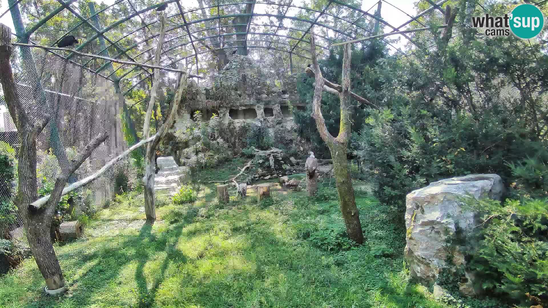 Webcam Vautour fauve – Zoo de Zagreb en direct