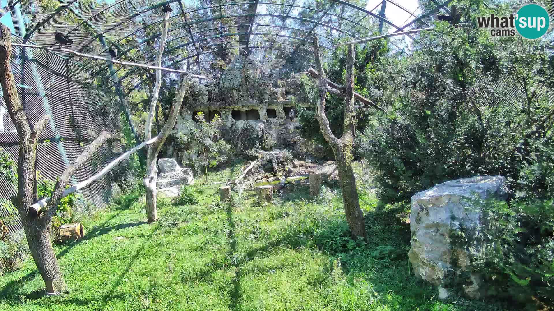Gyps Webcam – Zagreb Zoo Live
