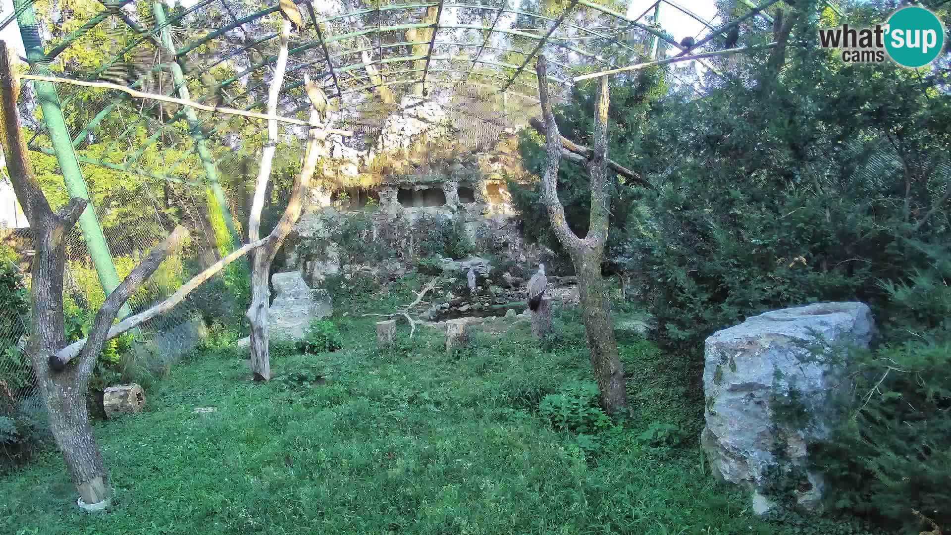Webcam Vautour fauve – Zoo de Zagreb en direct