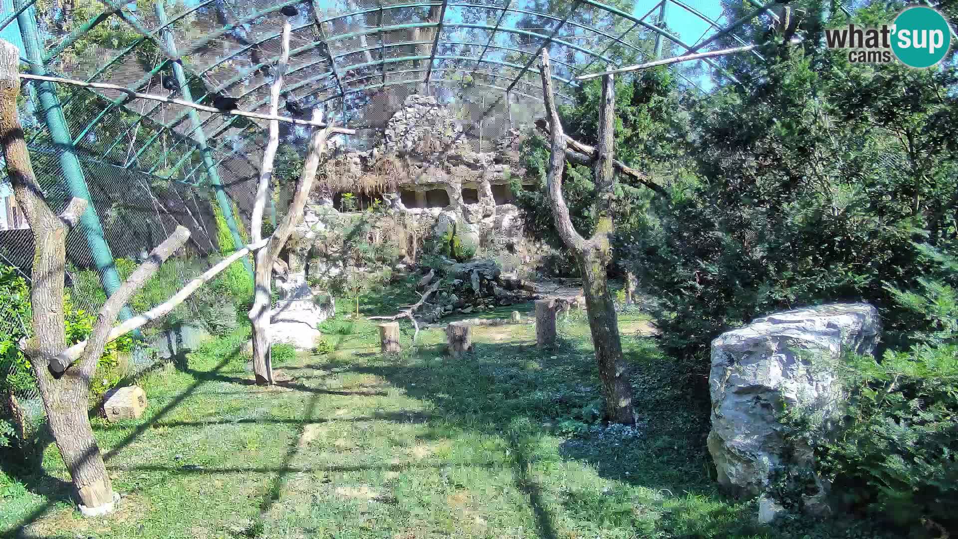 Spletna kamera beloglavi jastreb – Zagreb Zoo v živo