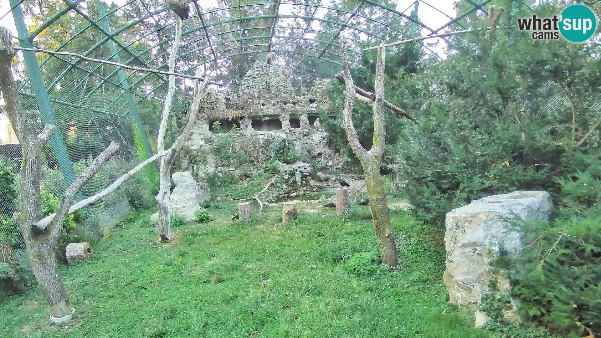 Gyps Webcam – Live aus dem Zoo Zagreb