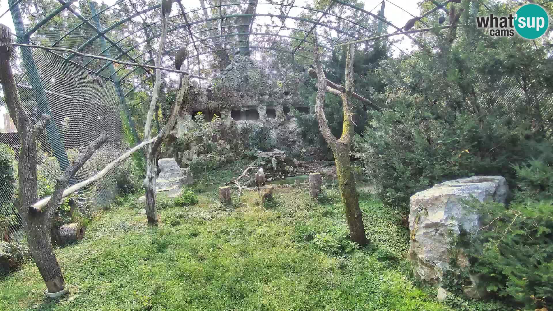 Webcam Vautour fauve – Zoo de Zagreb en direct